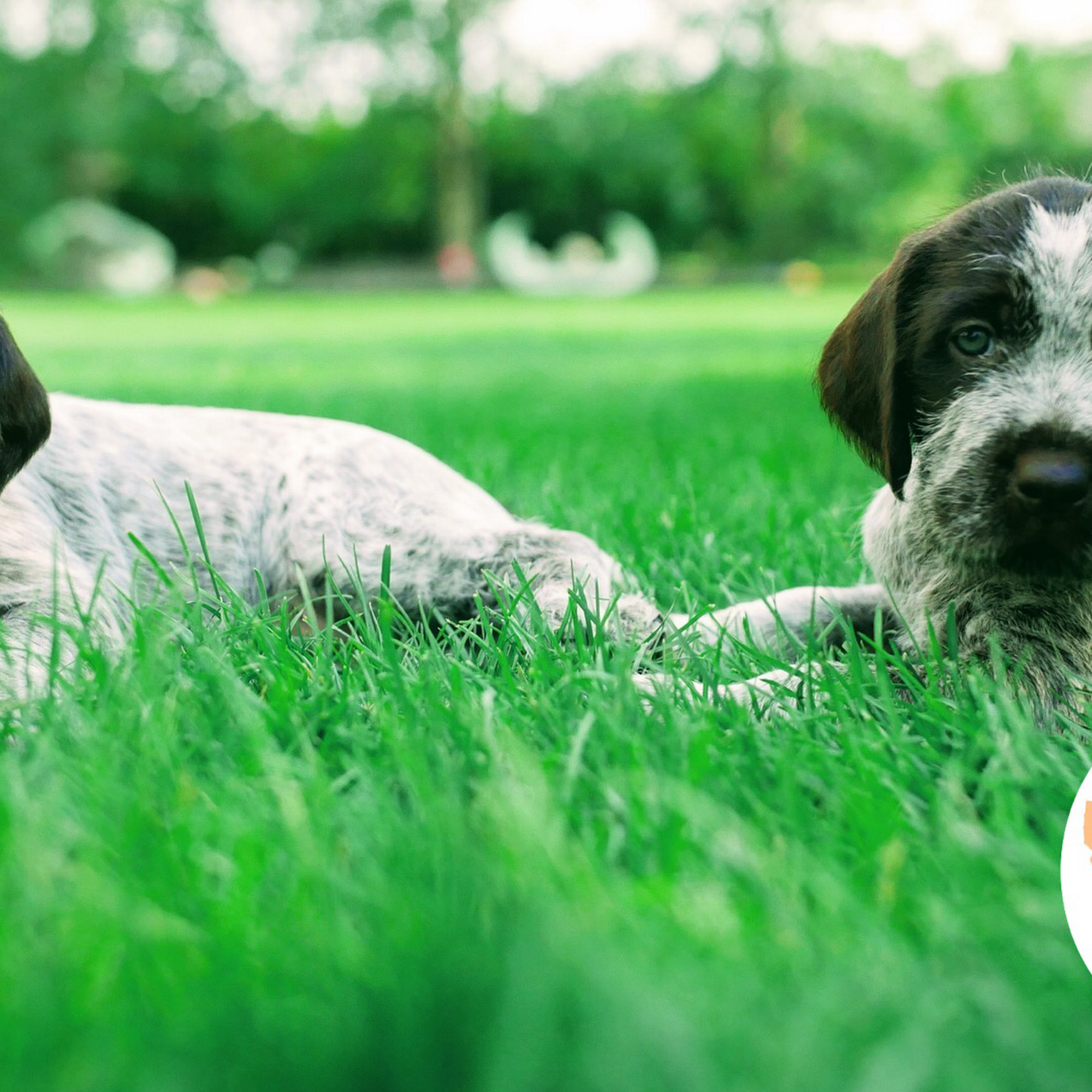 Griffons Out West Belgrade