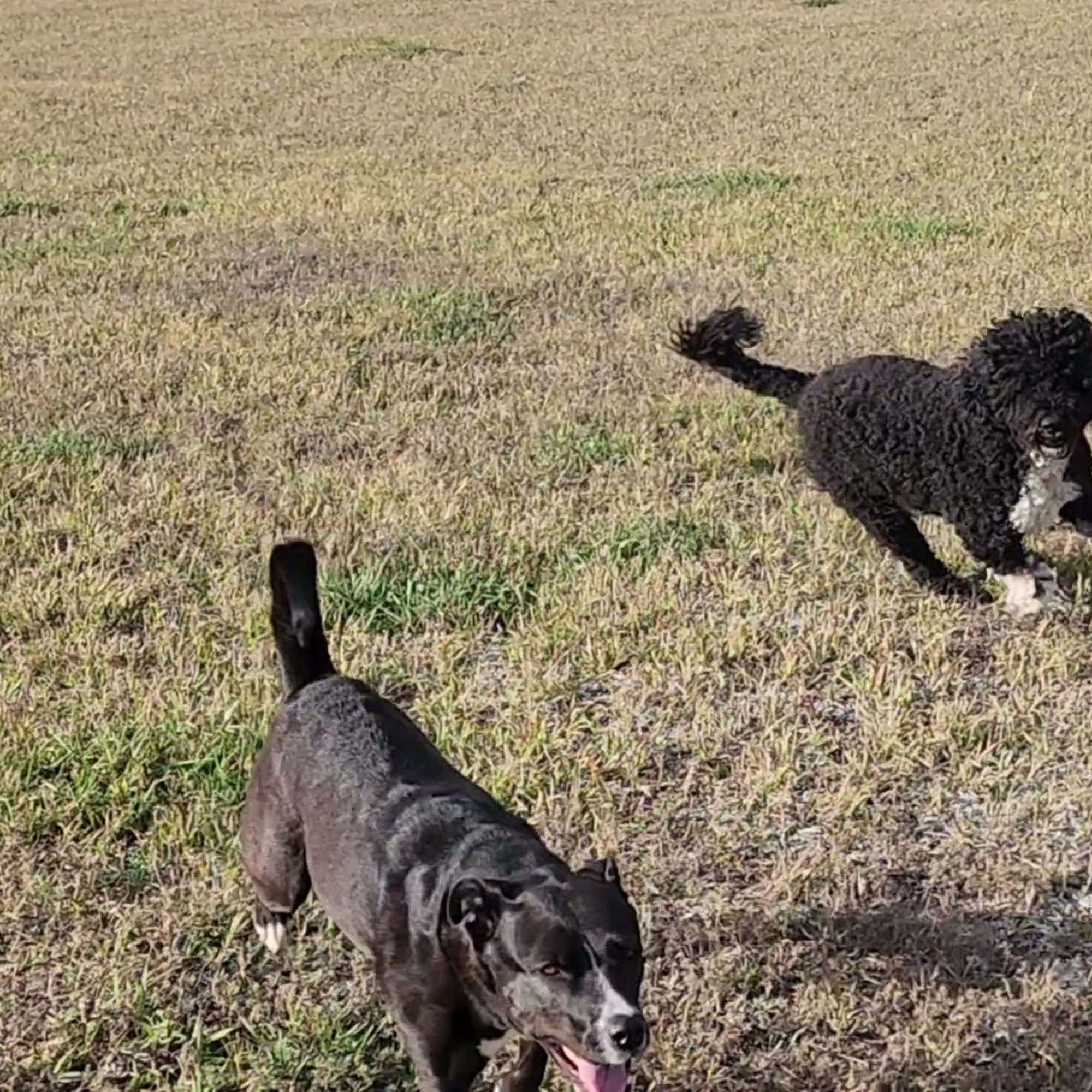Good Dog! Training and Boarding Belgrade
