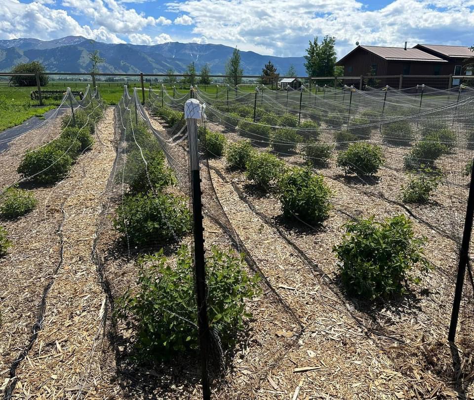 Spain Bridge Farm Belgrade