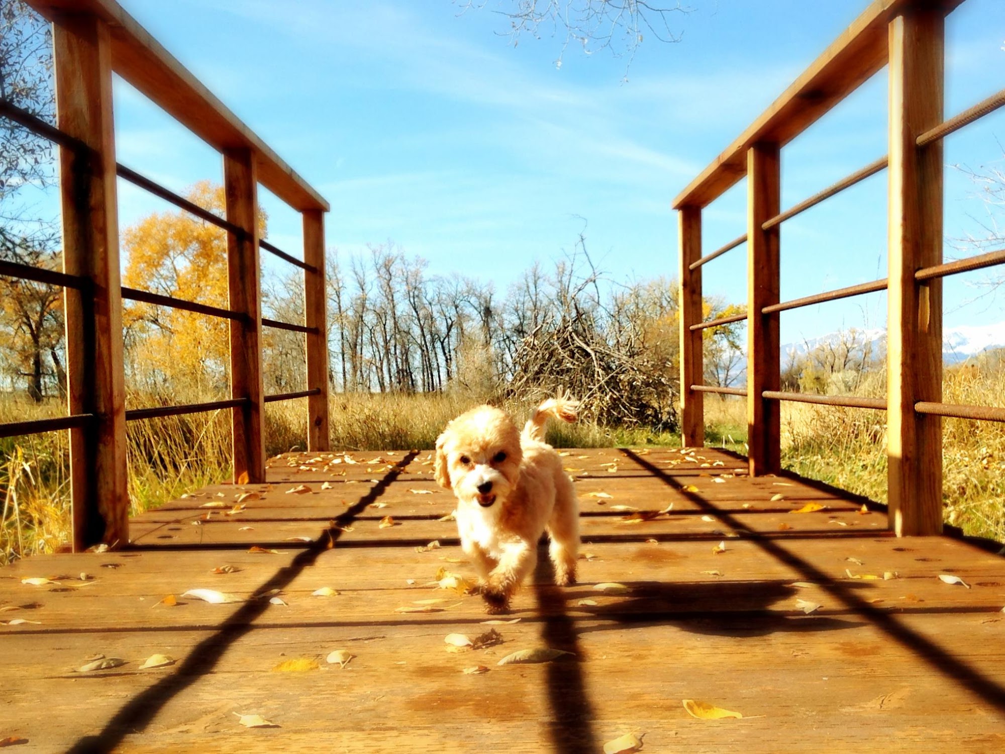 DOGeDAY Dog Grooming, Training, Boarding & Retail Store Big Timber
