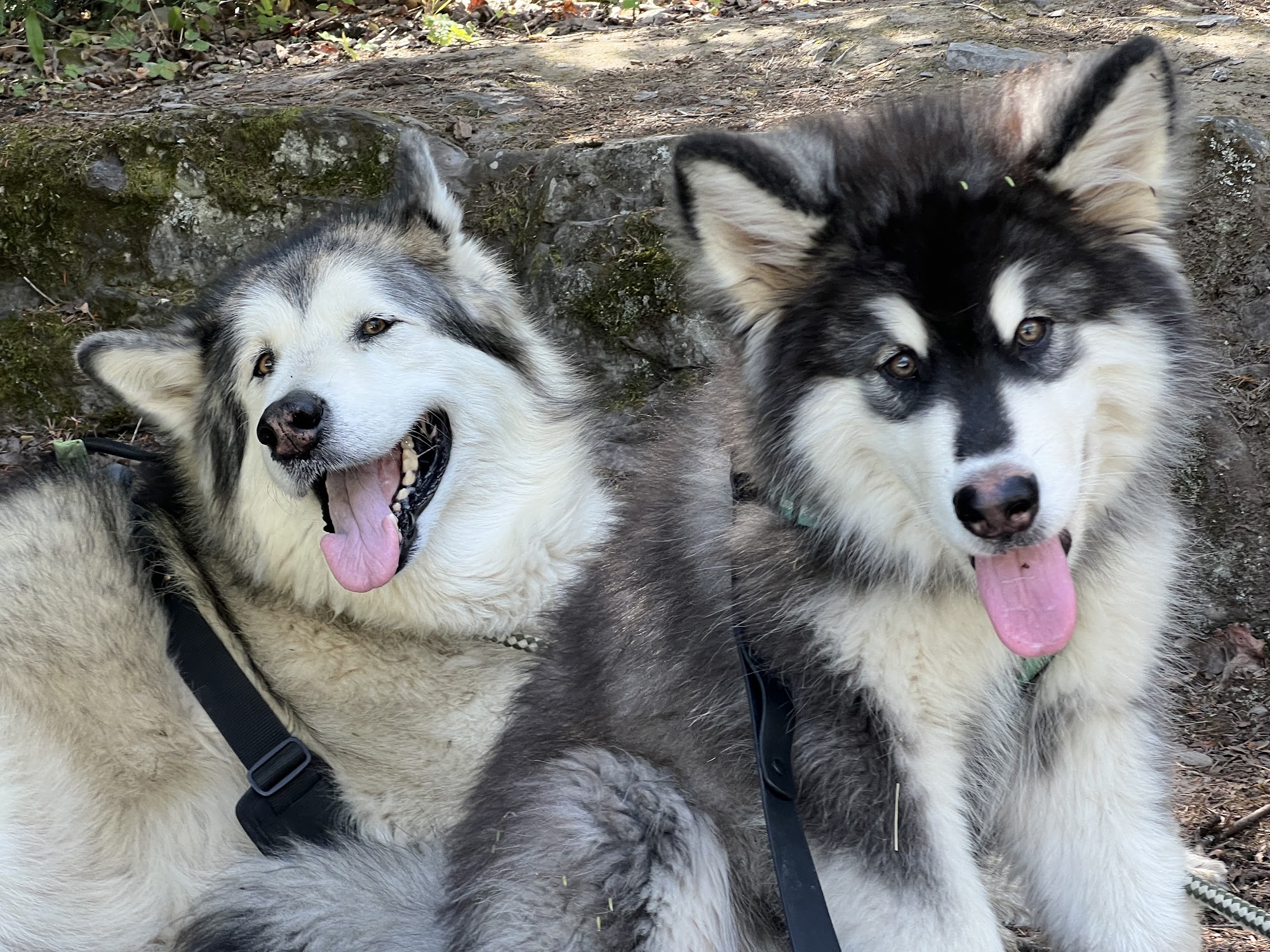 Bigfork Animal Hospital Bigfork