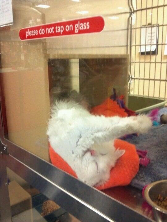 PetSmart Billings