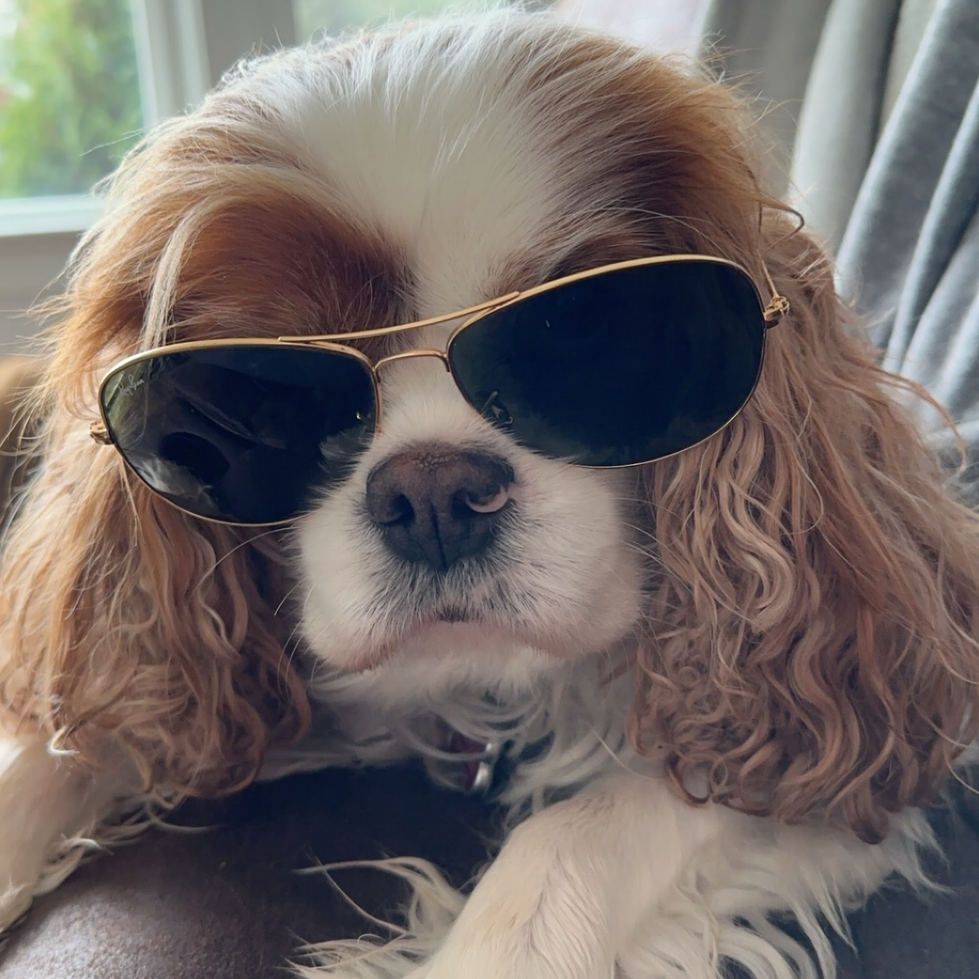 A Home Vet: Rickard Patty DVM Billings