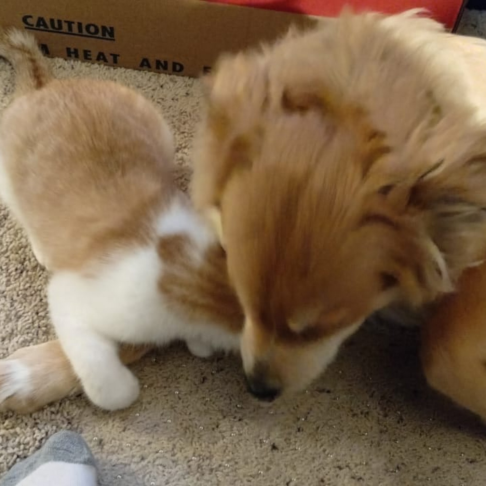 Billings Veterinary Services PC Billings