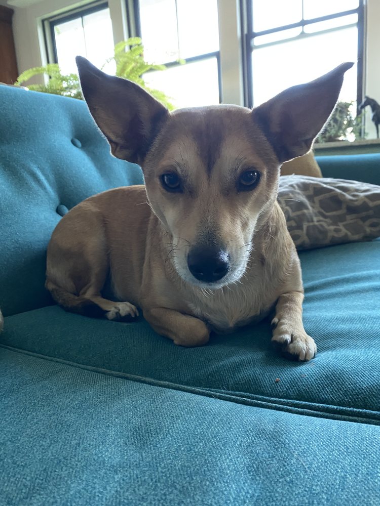 Animal Clinic of Billings: Zalewski Caralyn DVM Billings