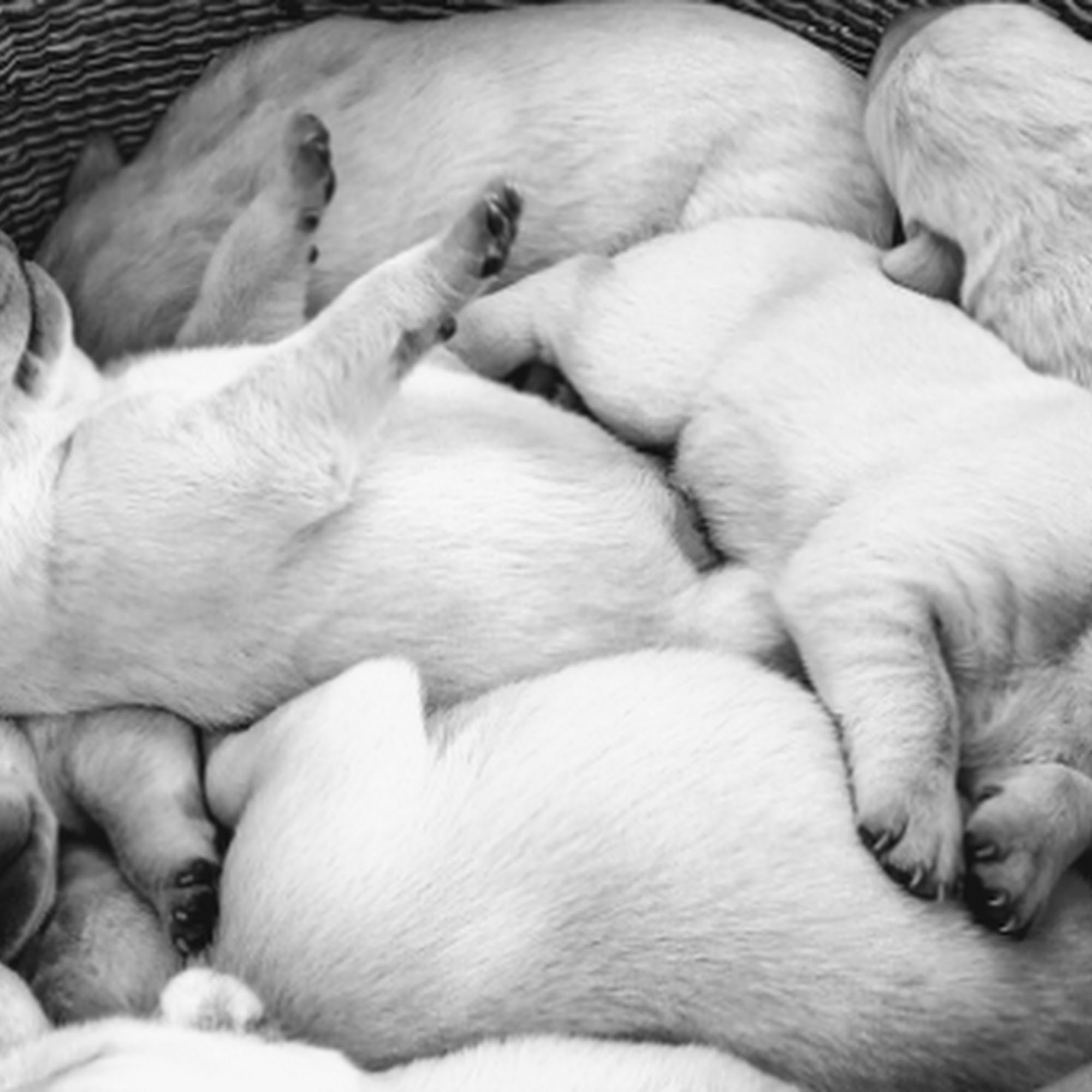 The Animal Hospital of Billings Billings