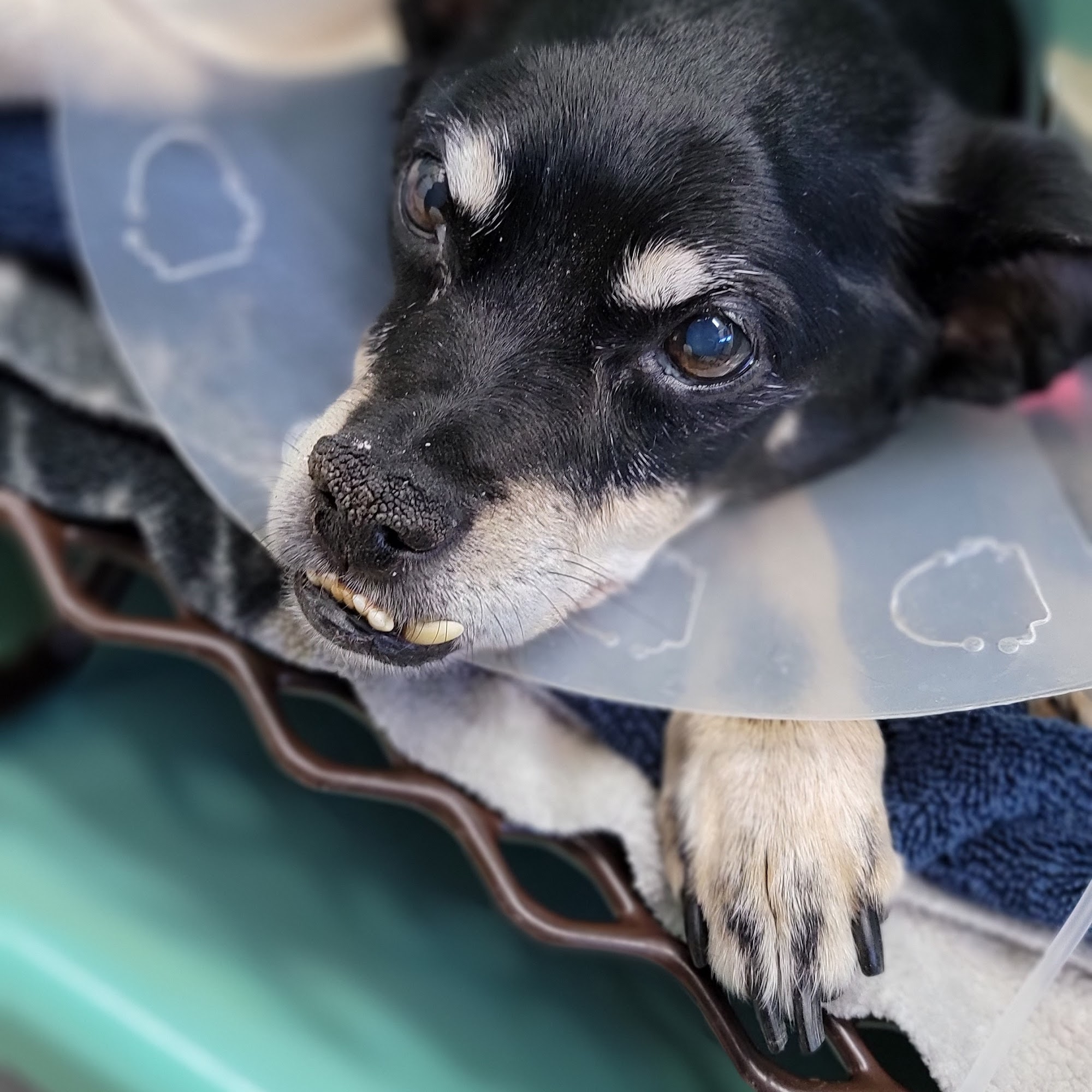 Community Pet Hospital Billings