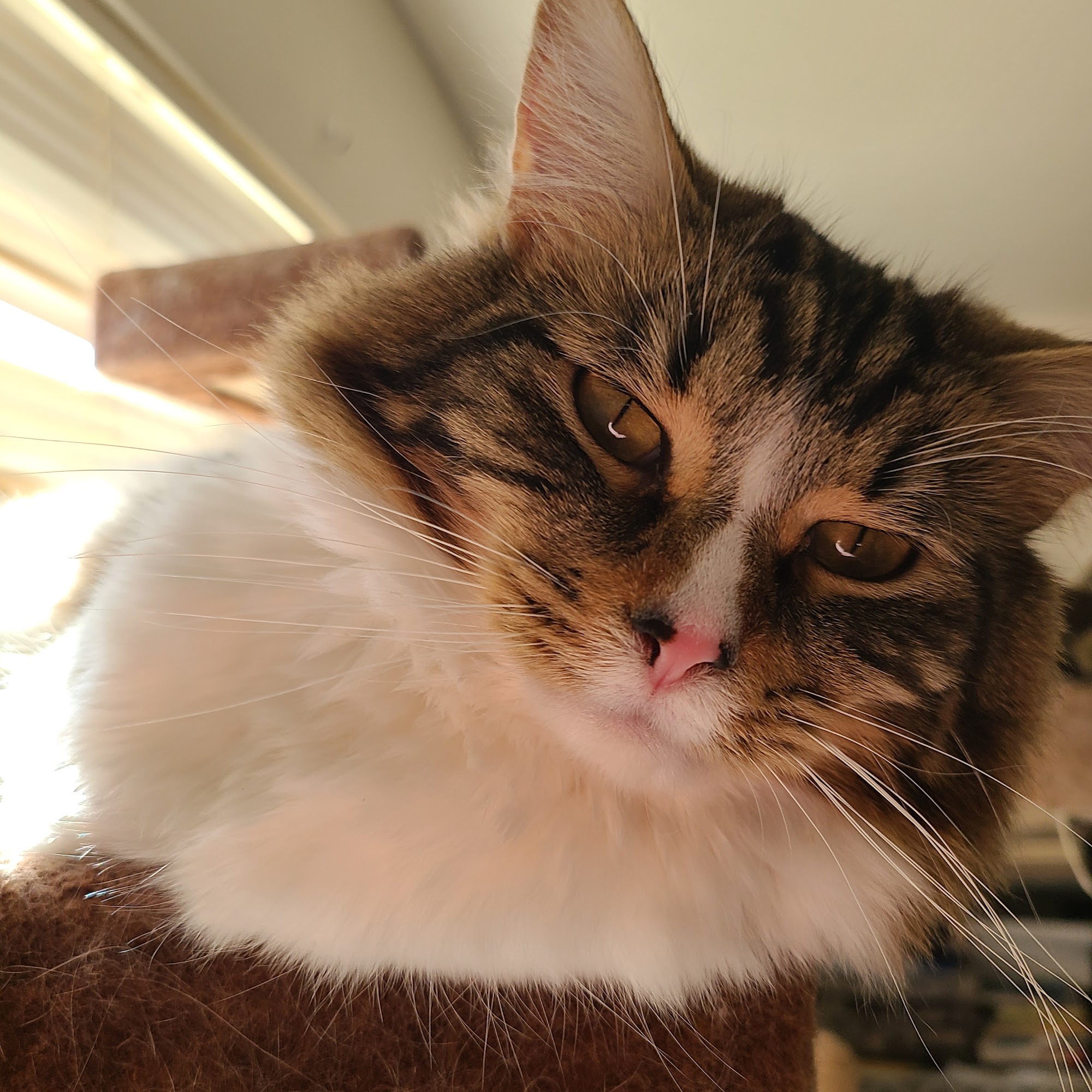 Skyview Veterinary Hospital Billings