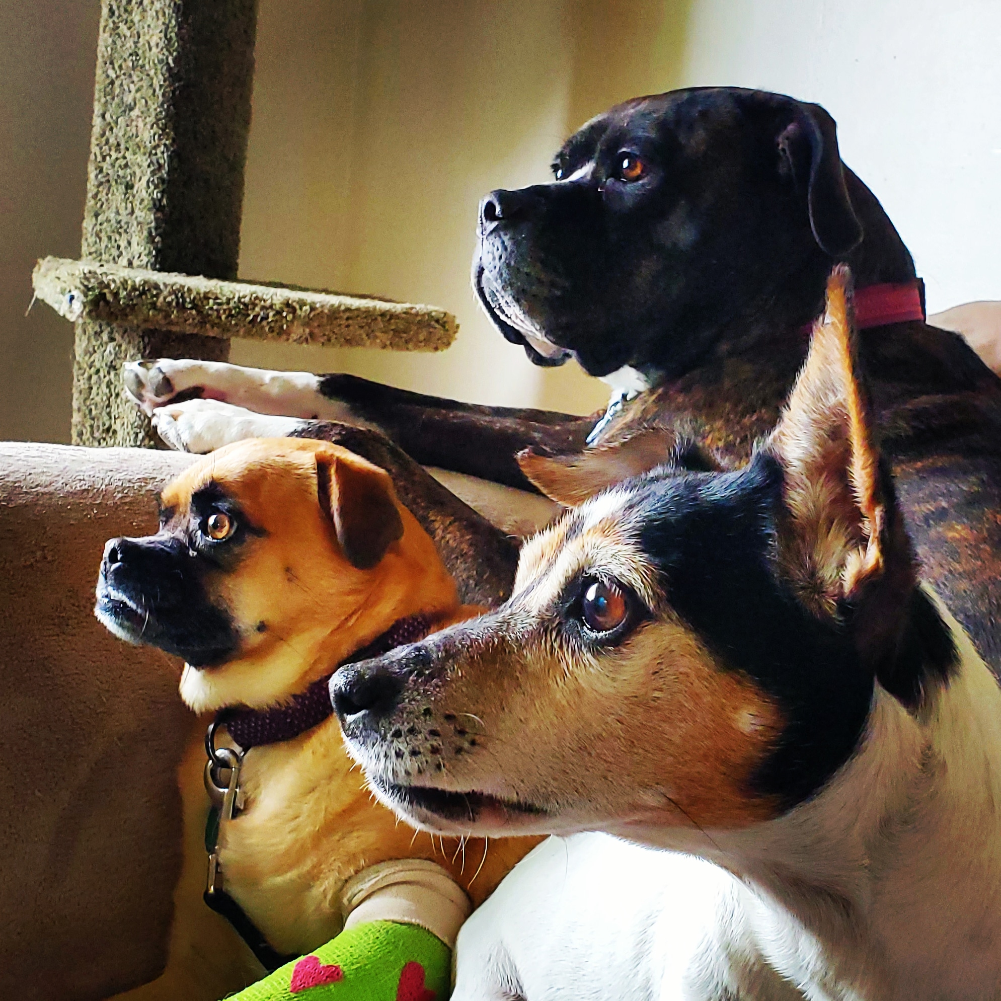 Skyview Veterinary Hospital Billings