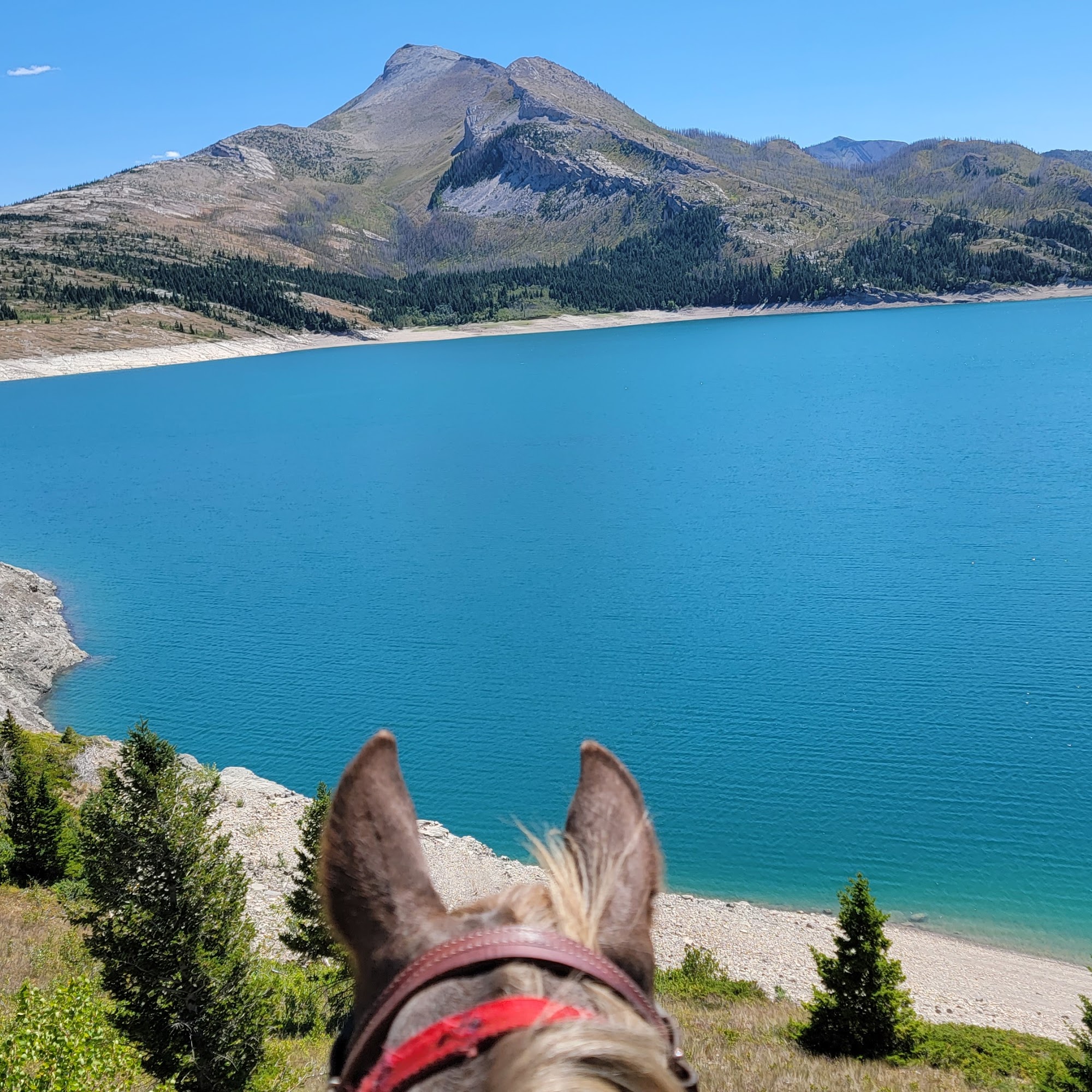 Lockwood Veterinary Services Billings