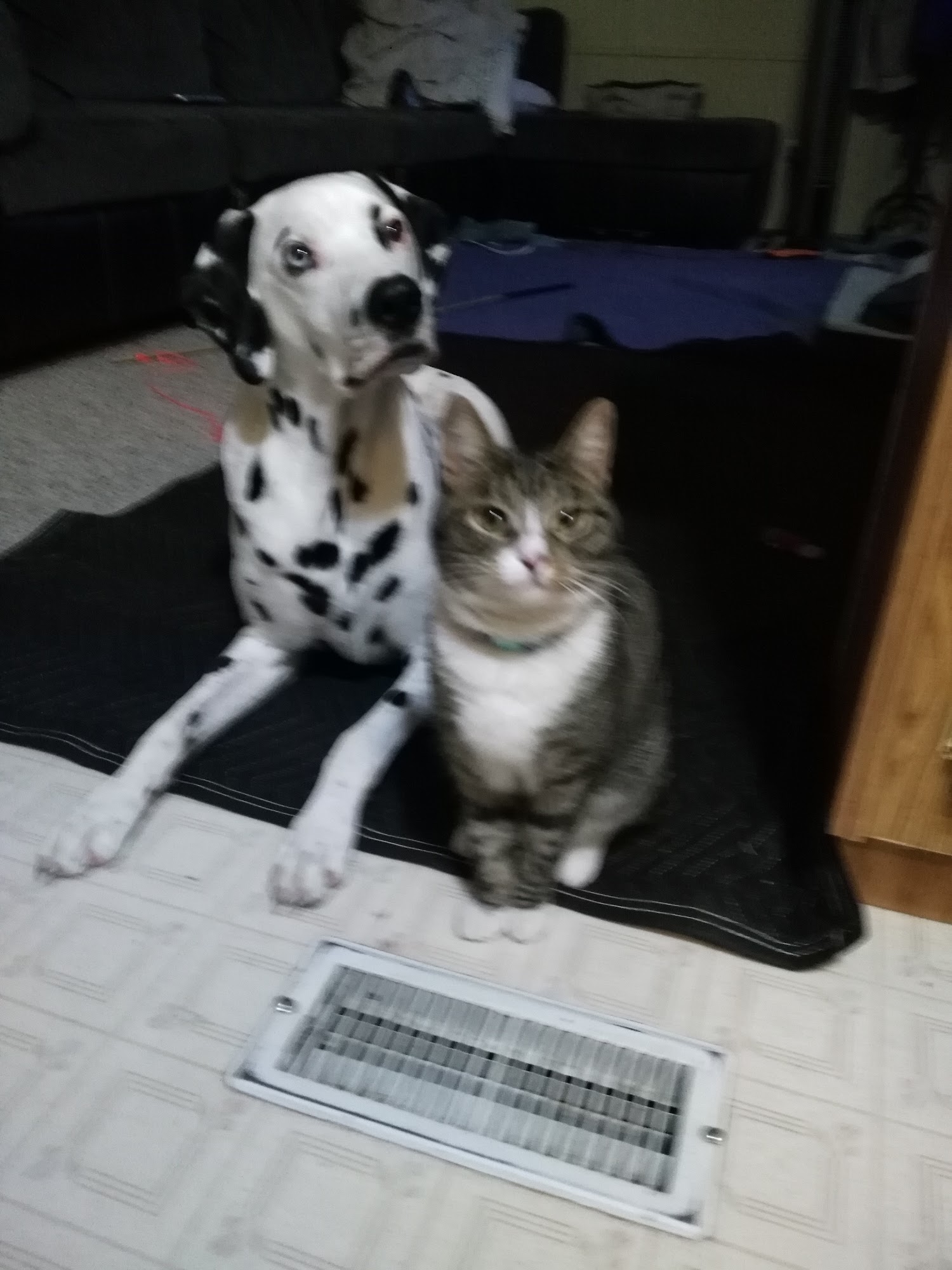 Granite Peak Veterinary Hosptial Billings