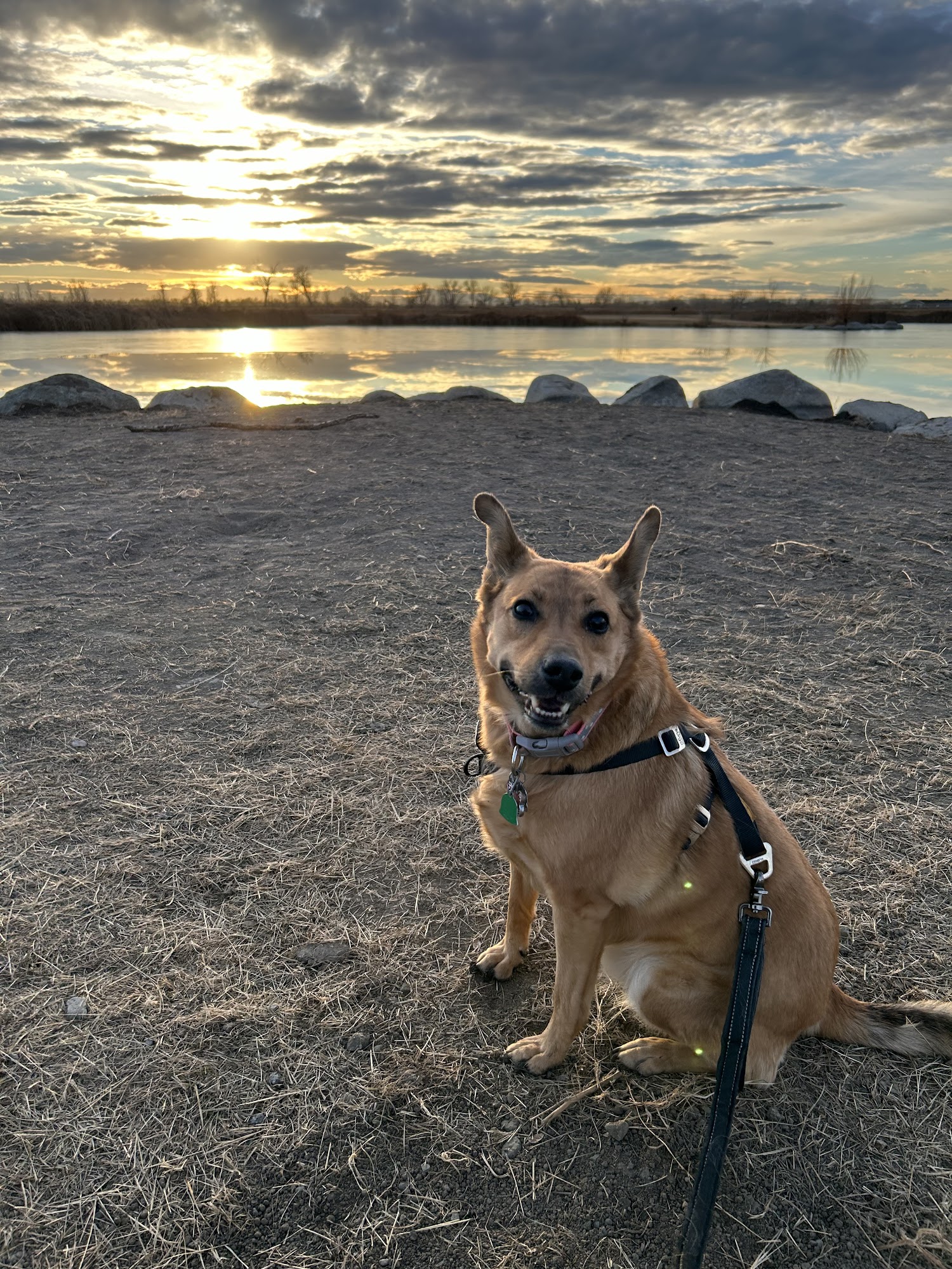 Shiloh Veterinary Hospital Billings