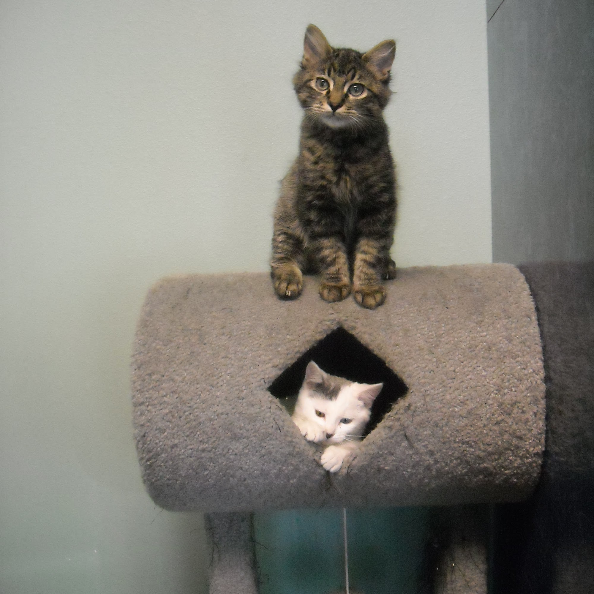 Shiloh Veterinary Hospital Billings