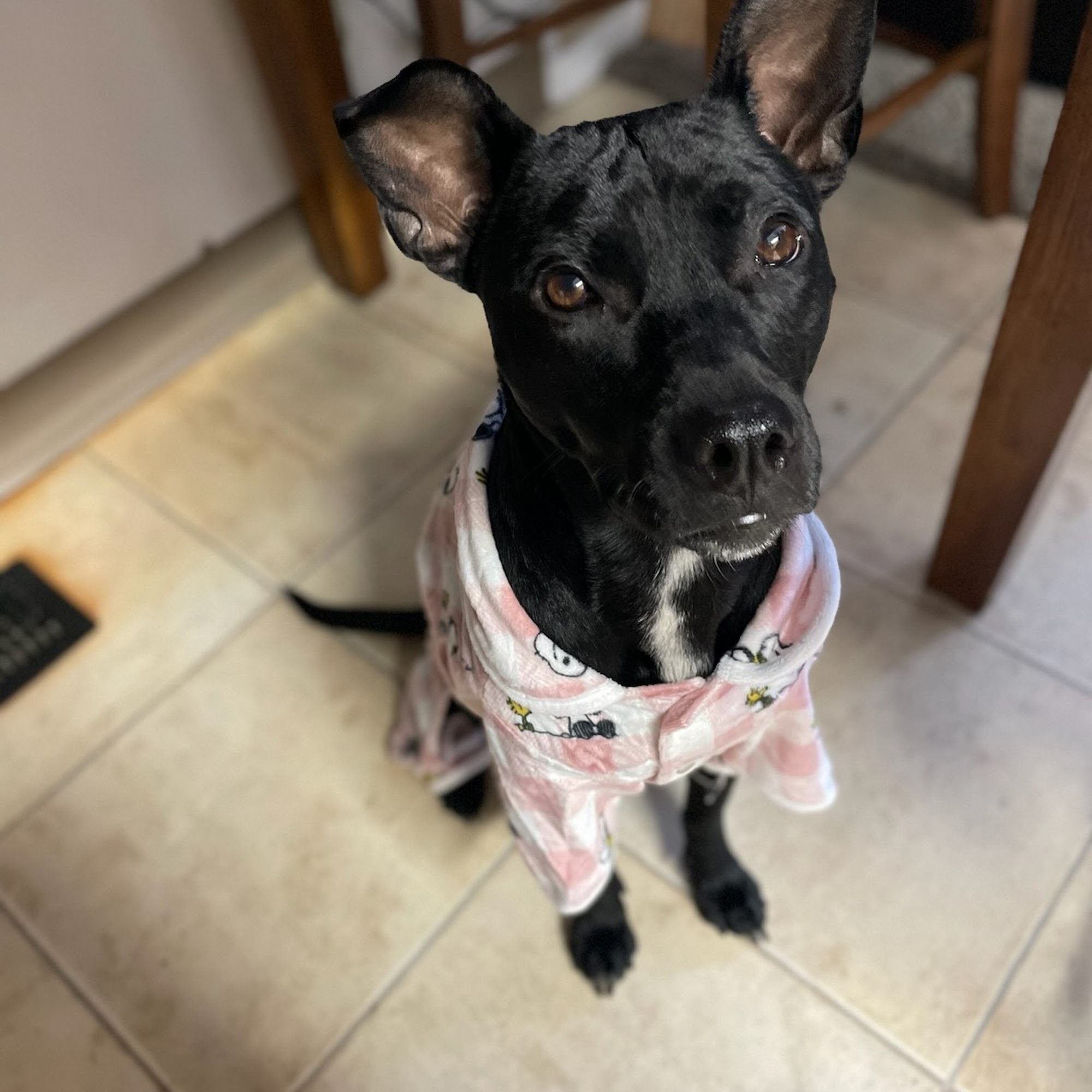 Yellowstone Valley Animal Shelter Billings