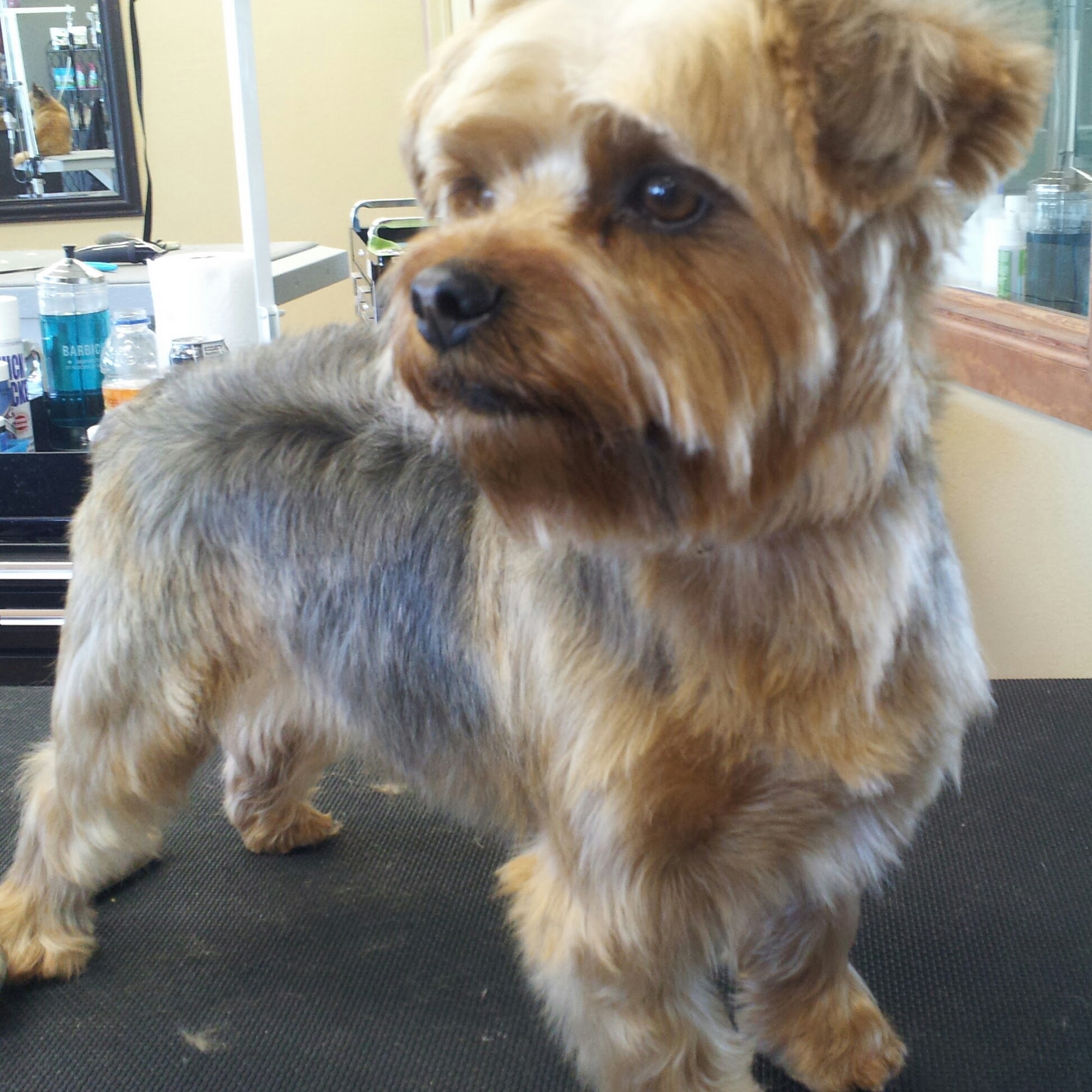 Groomingdale's Salon & Paw*tique Billings