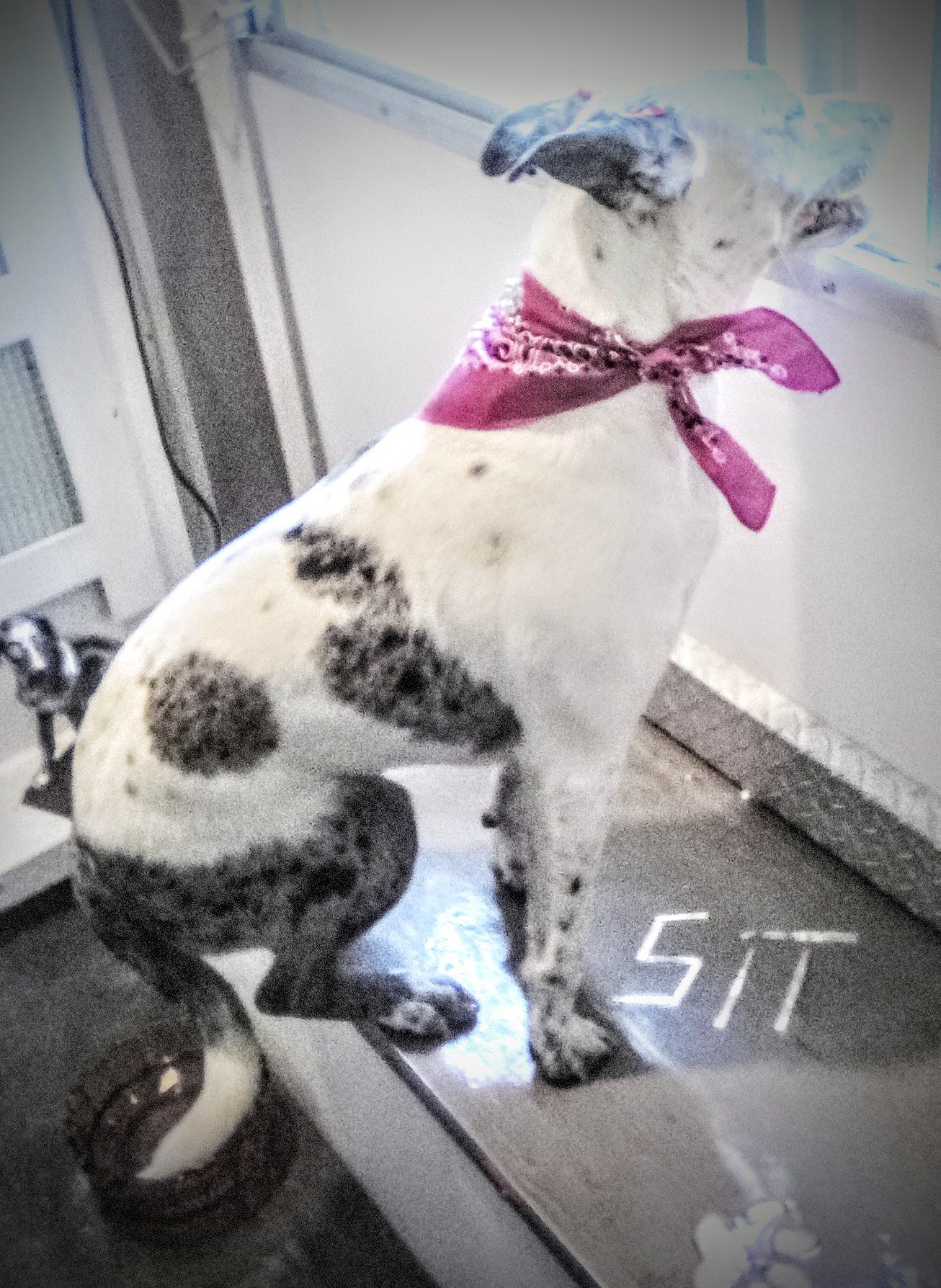 Mongrel Makeover Dog Groomer Billings