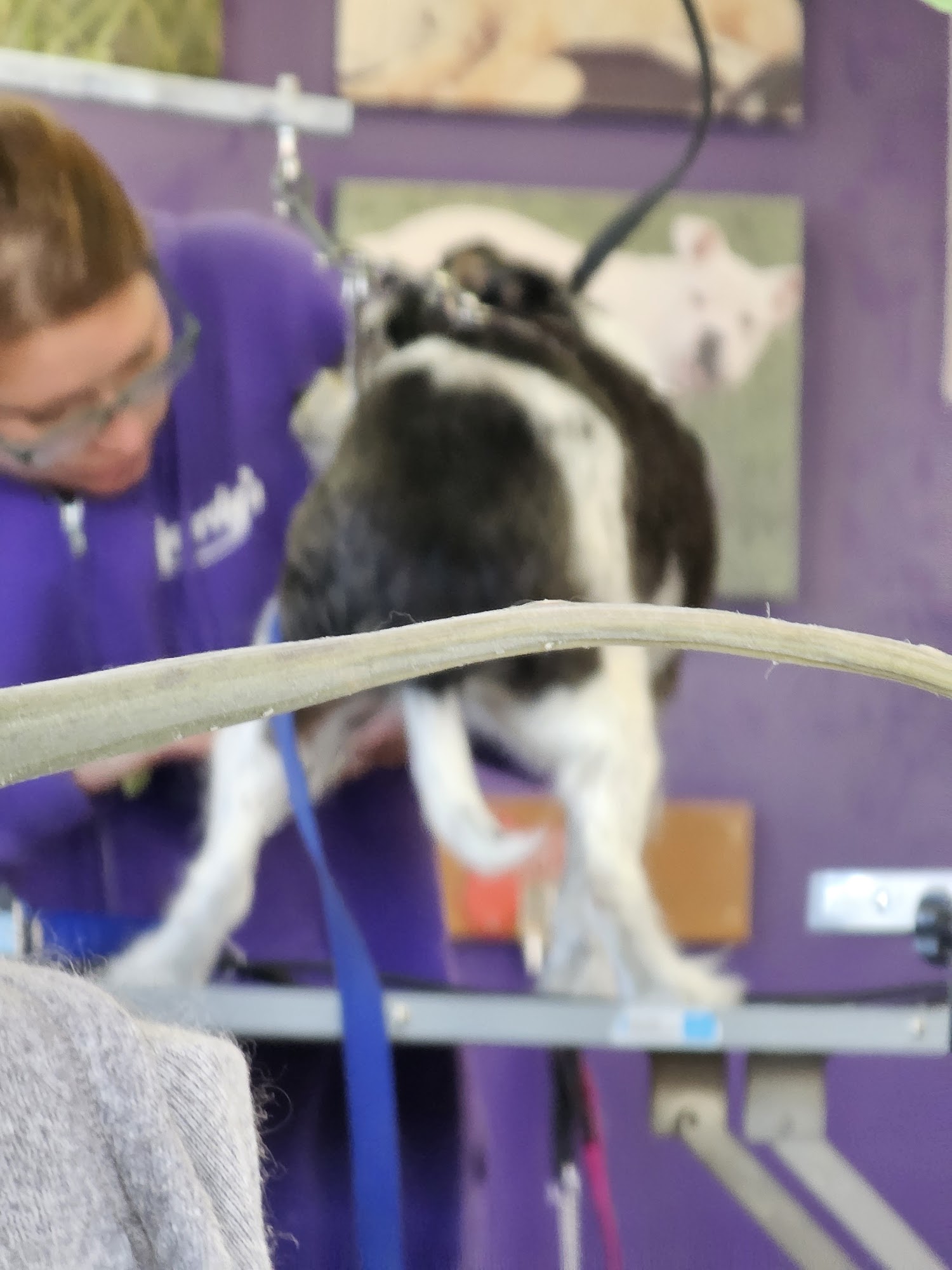 The Dashing Hound Billings