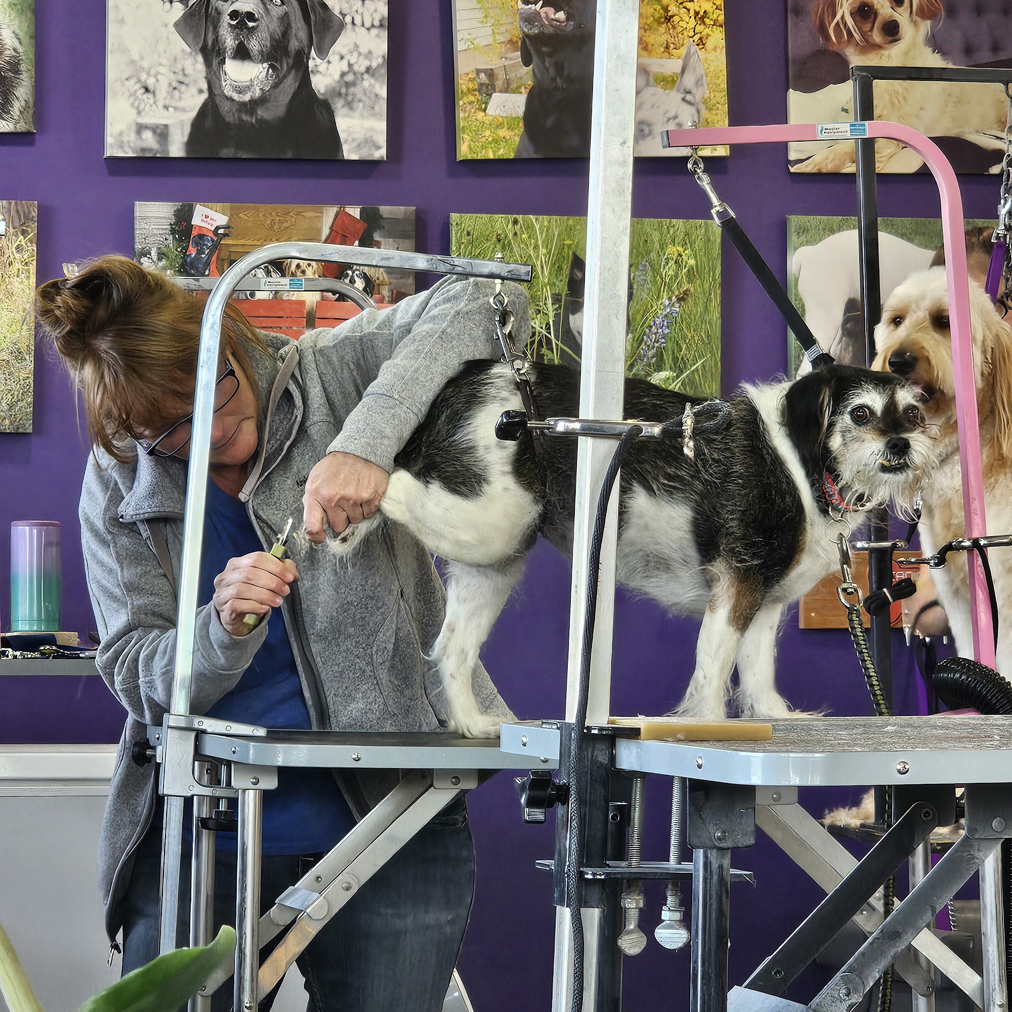 The Dashing Hound Billings