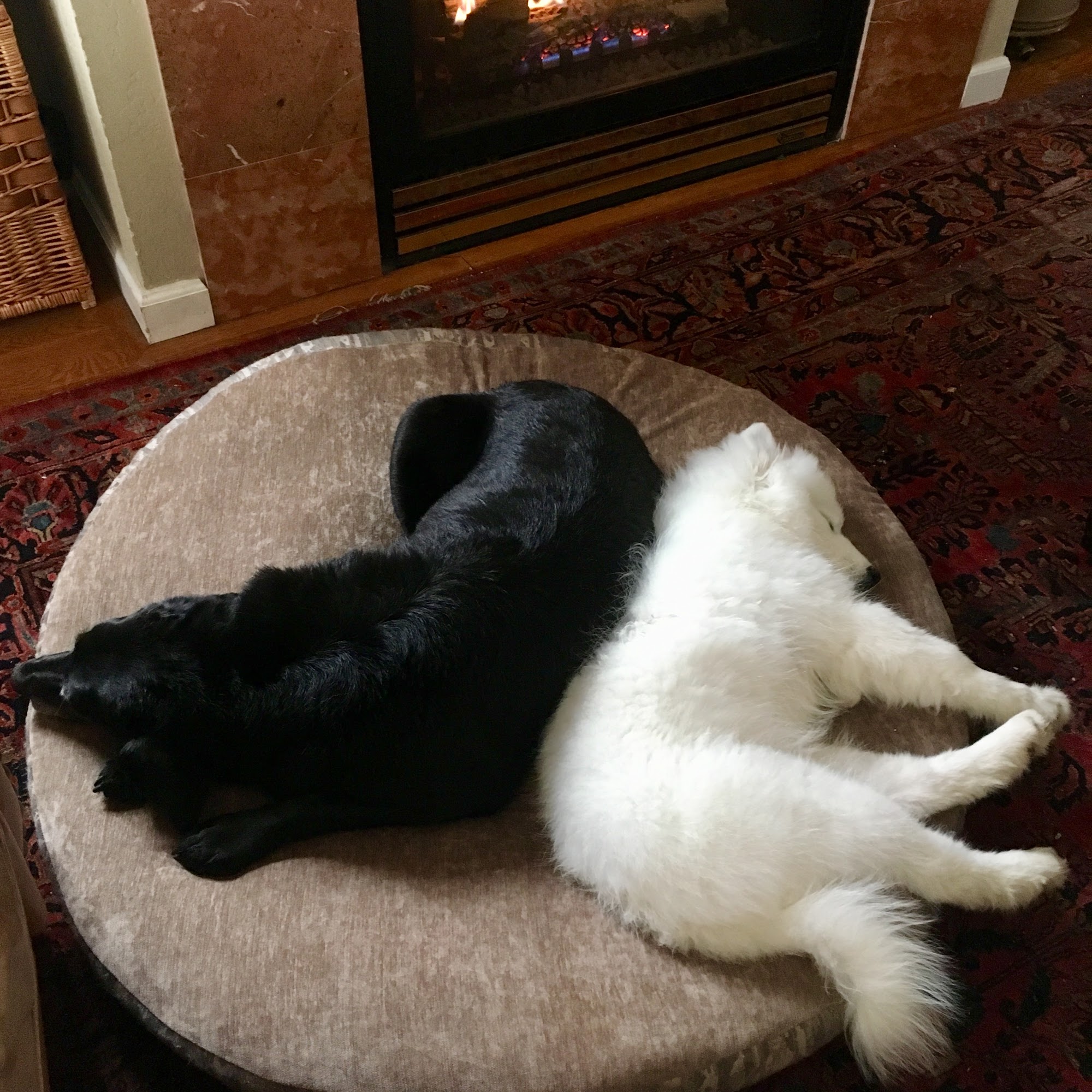 The Doggie Den Billings