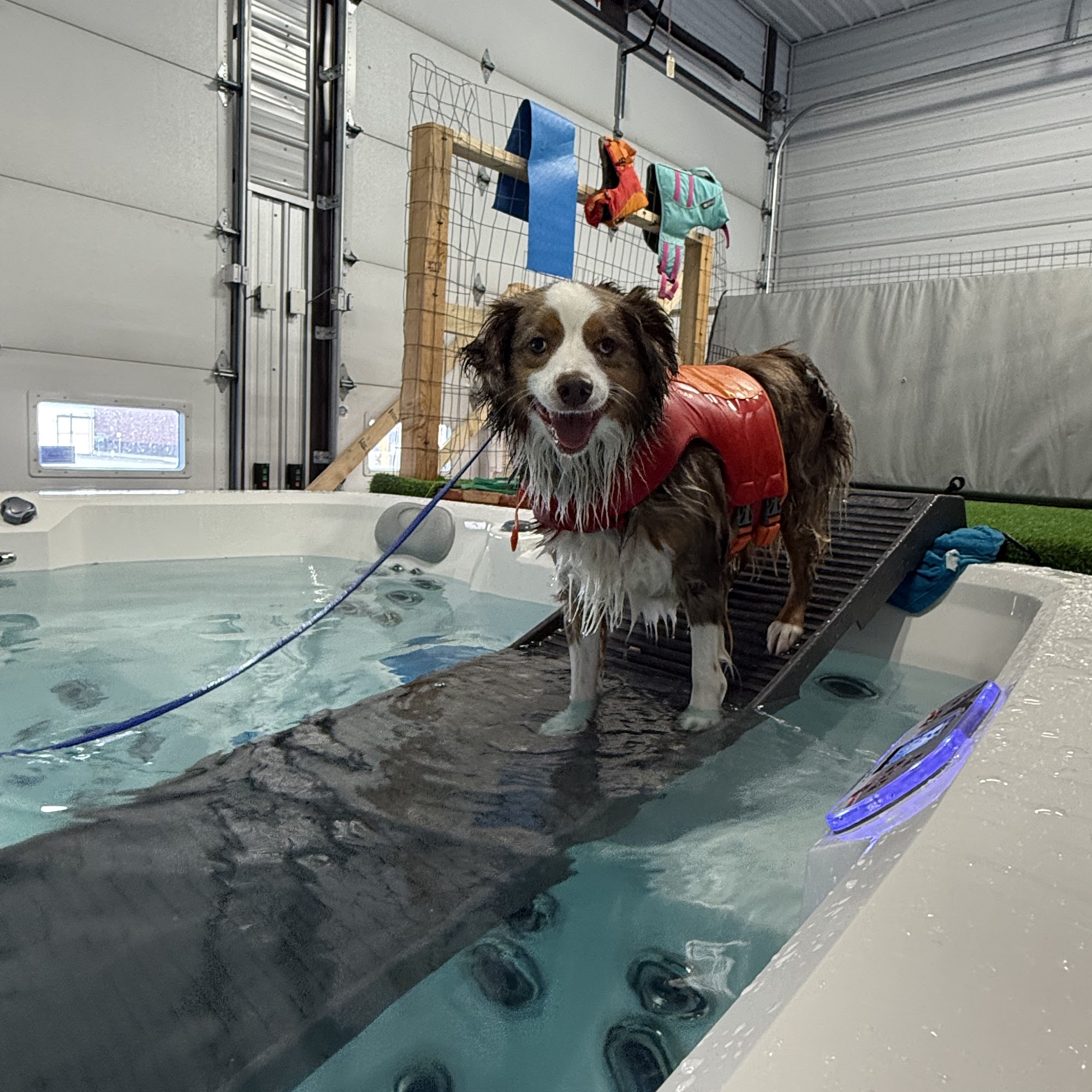 Billings K9 Coaching Billings