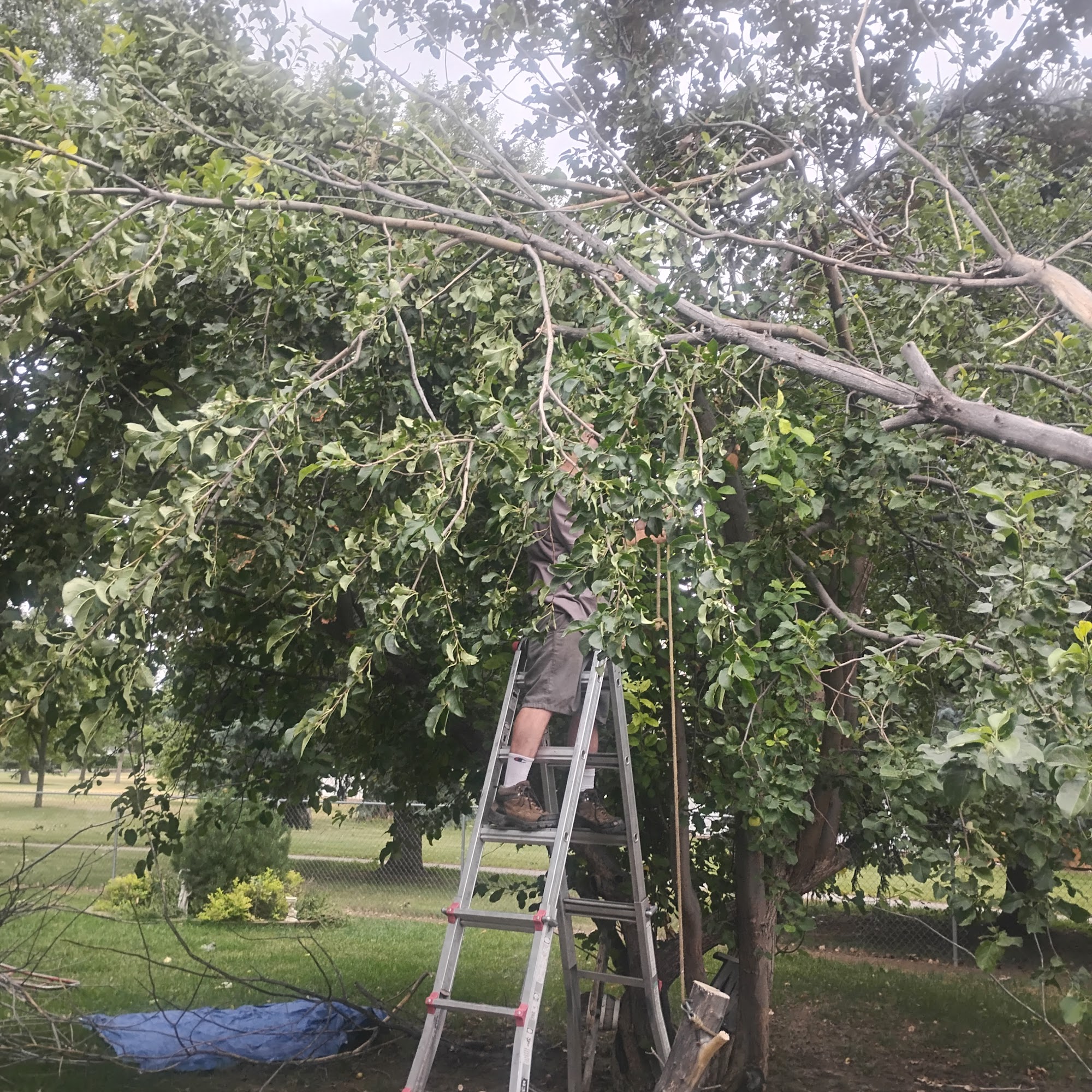 Blain's Tree Service