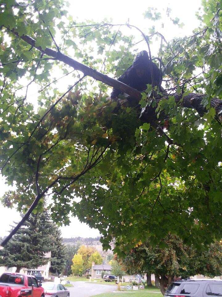 Mr snow it all and tree service