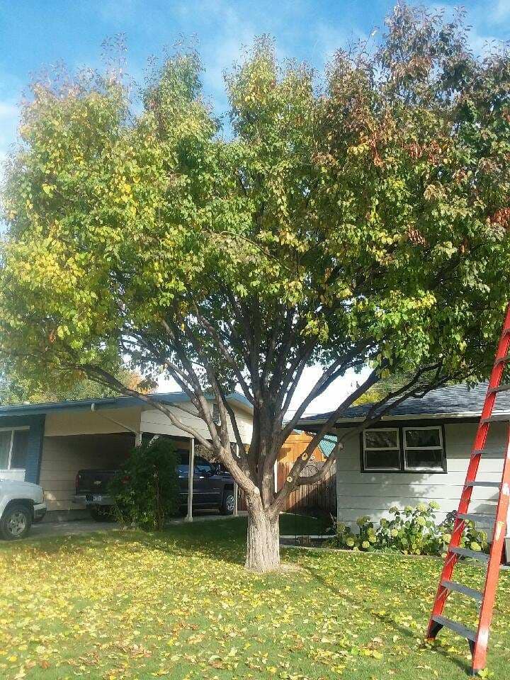 Mr snow it all and tree service