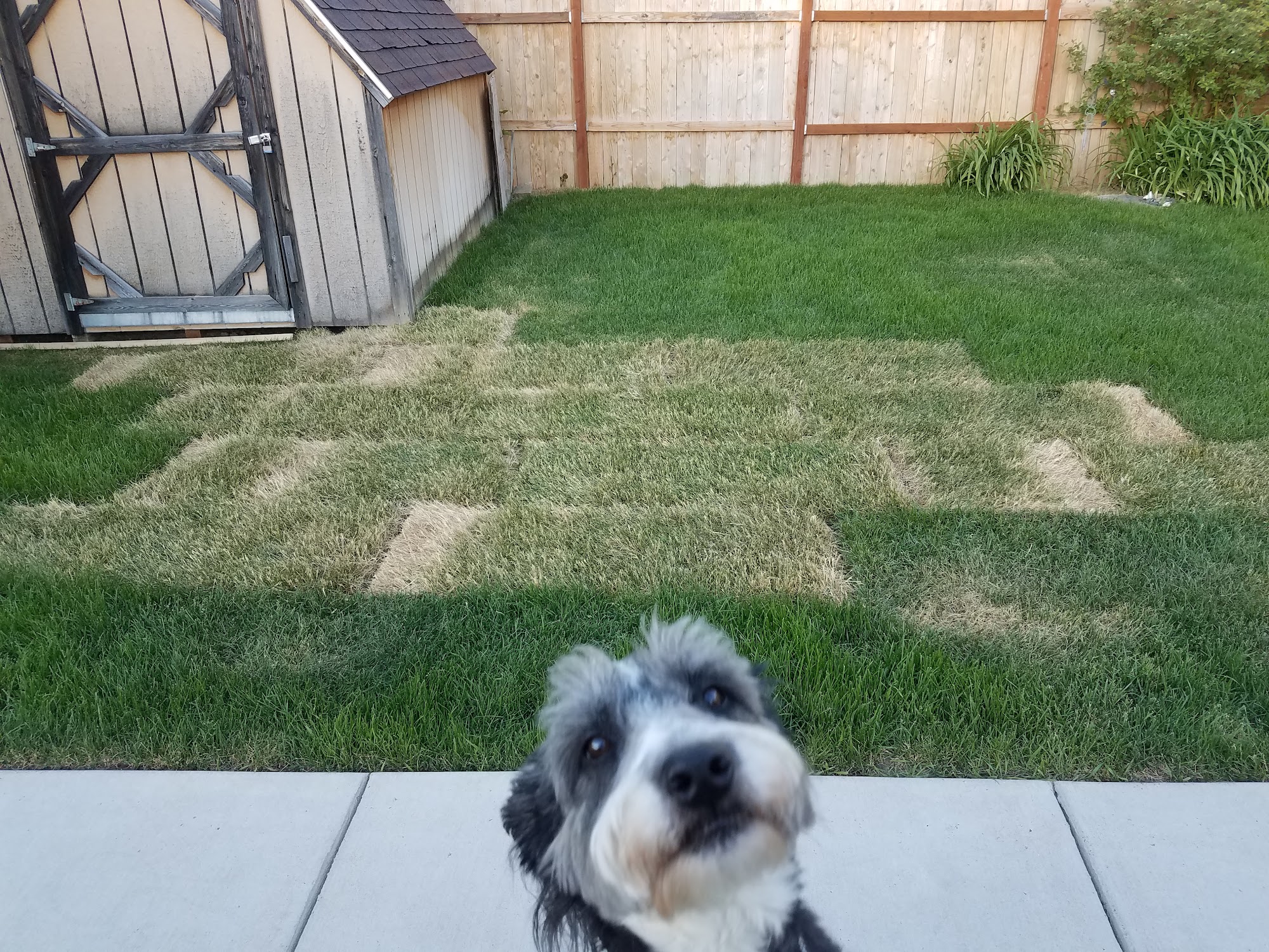 Bathe Your Own Dog LLC Black Eagle