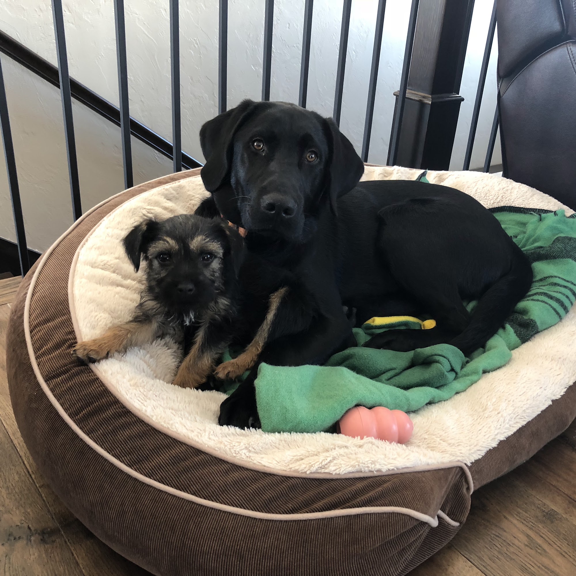 Baumgardner Veterinary Care: Scott and Jennifer Baumgardner DVM Bozeman