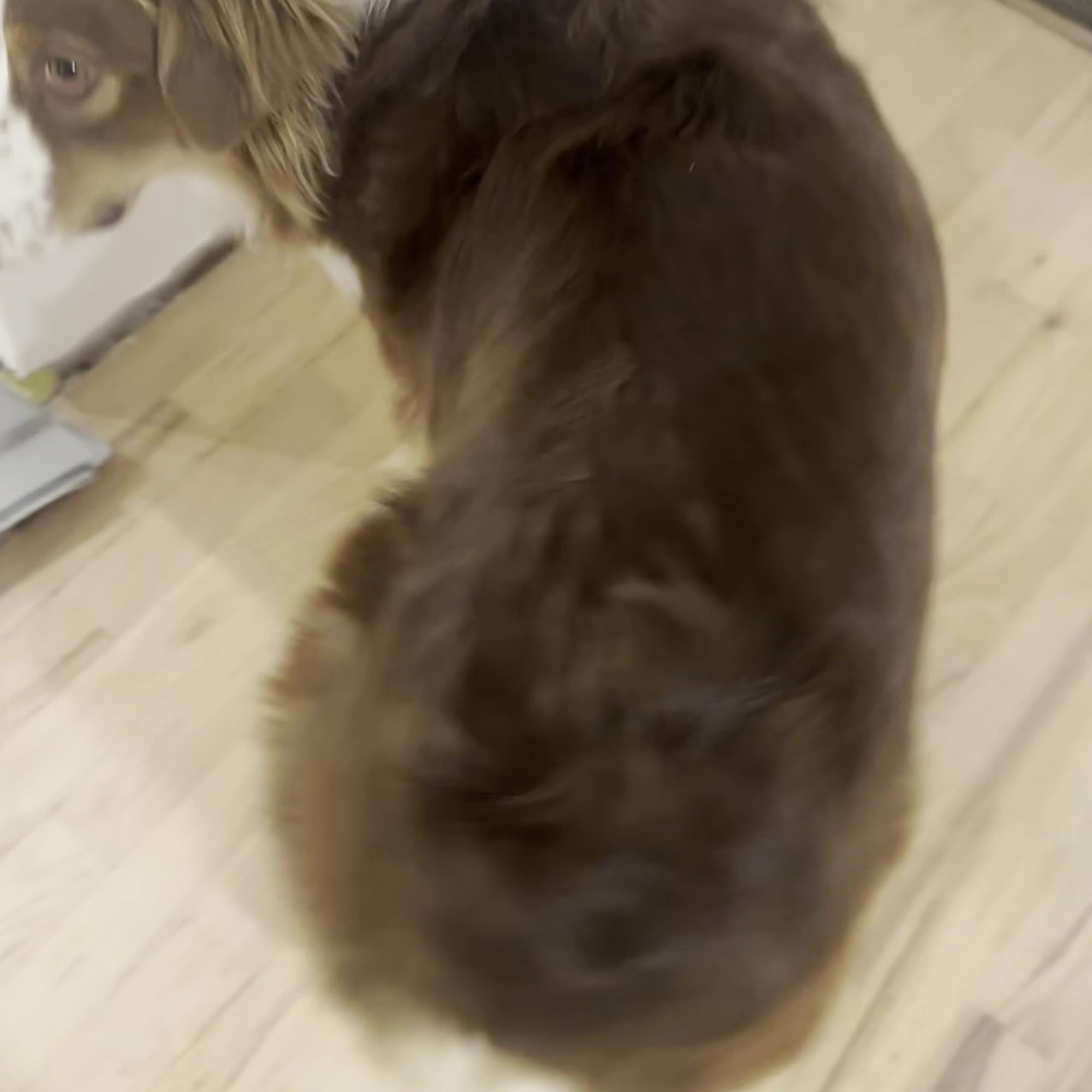 Gallatin Veterinary Hospital Bozeman