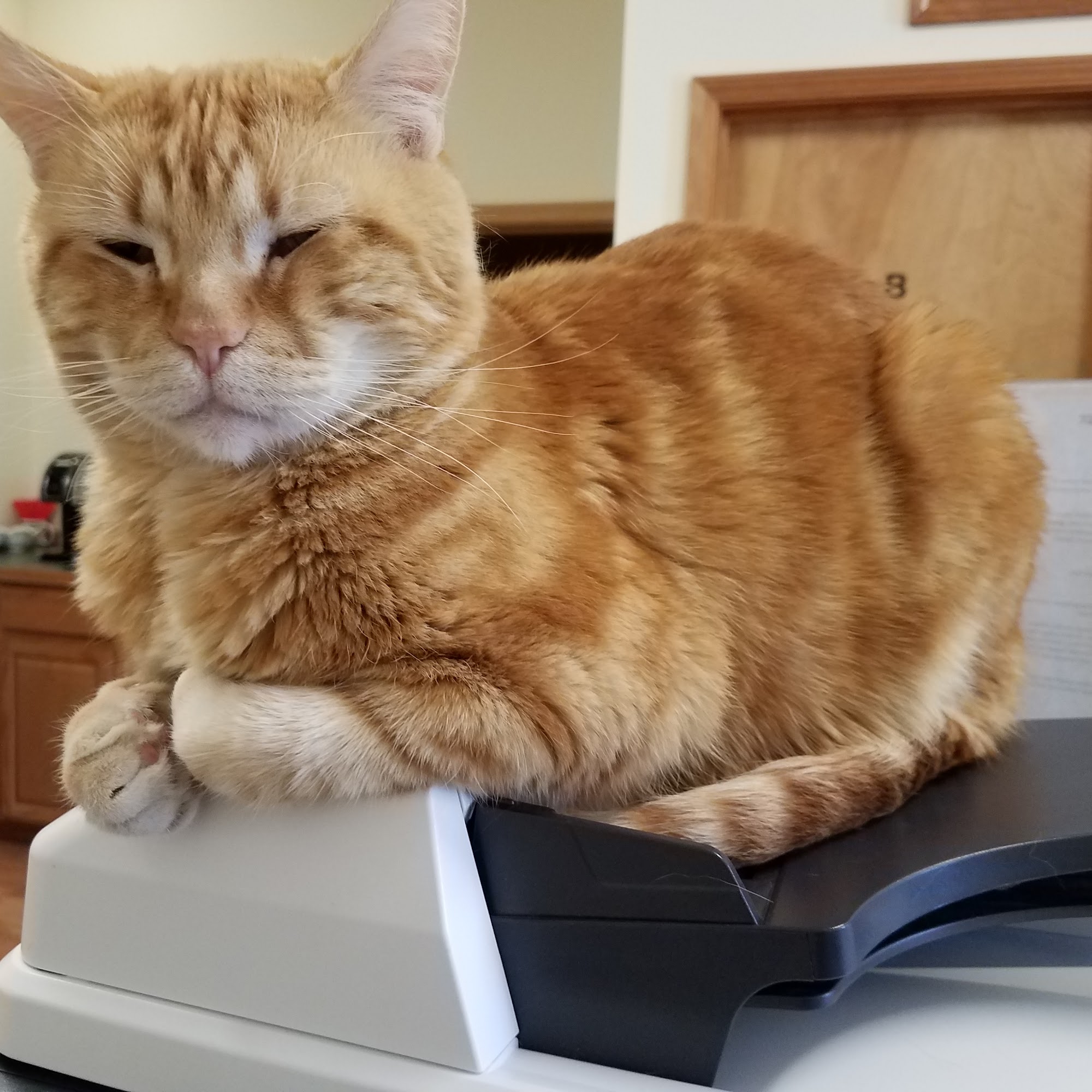 Foothills Veterinary Hospital Bozeman