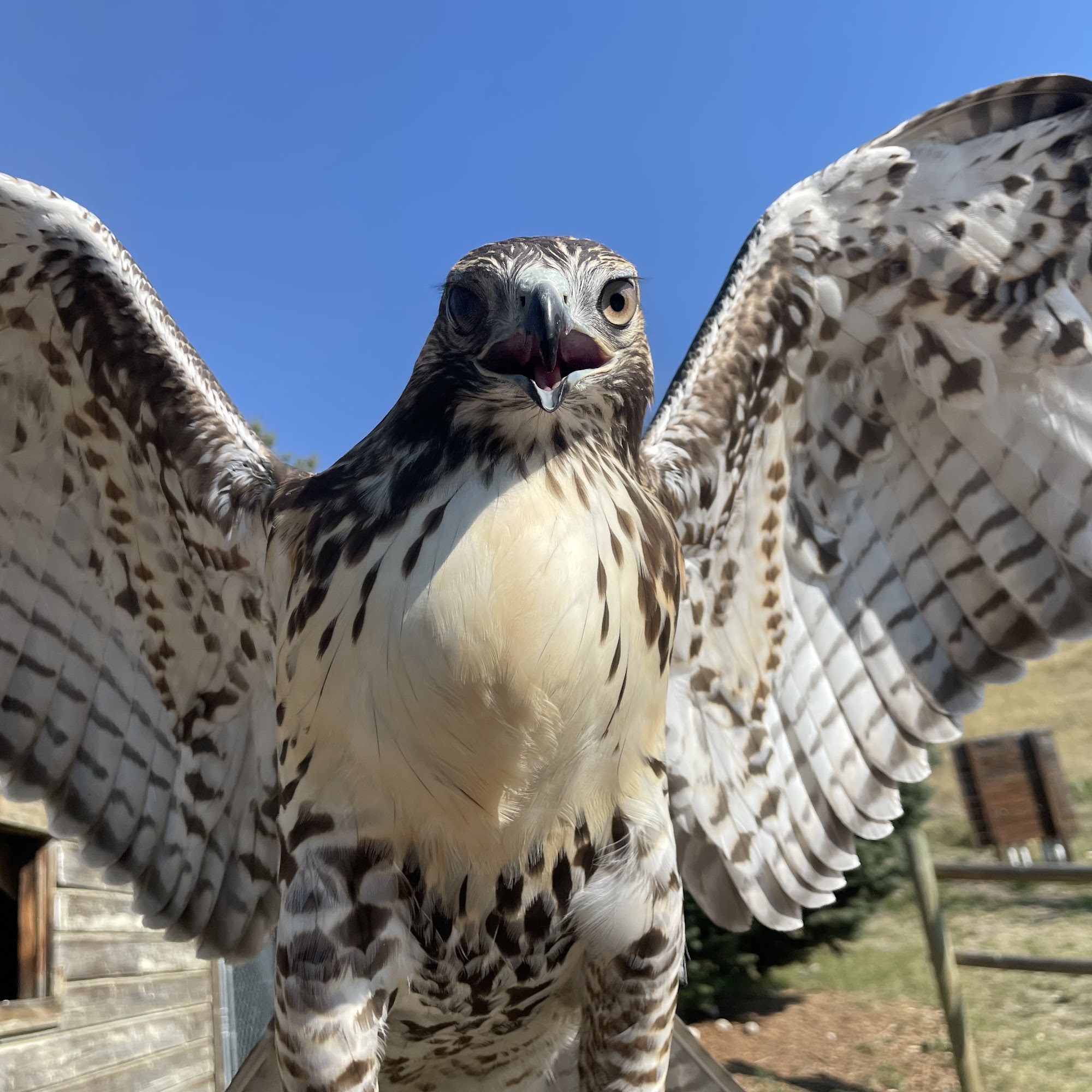 Montana Raptor Conservation Center Bozeman