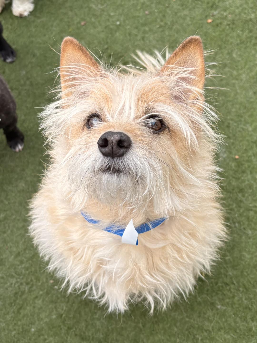 Bark City Doggy Daycare Bozeman