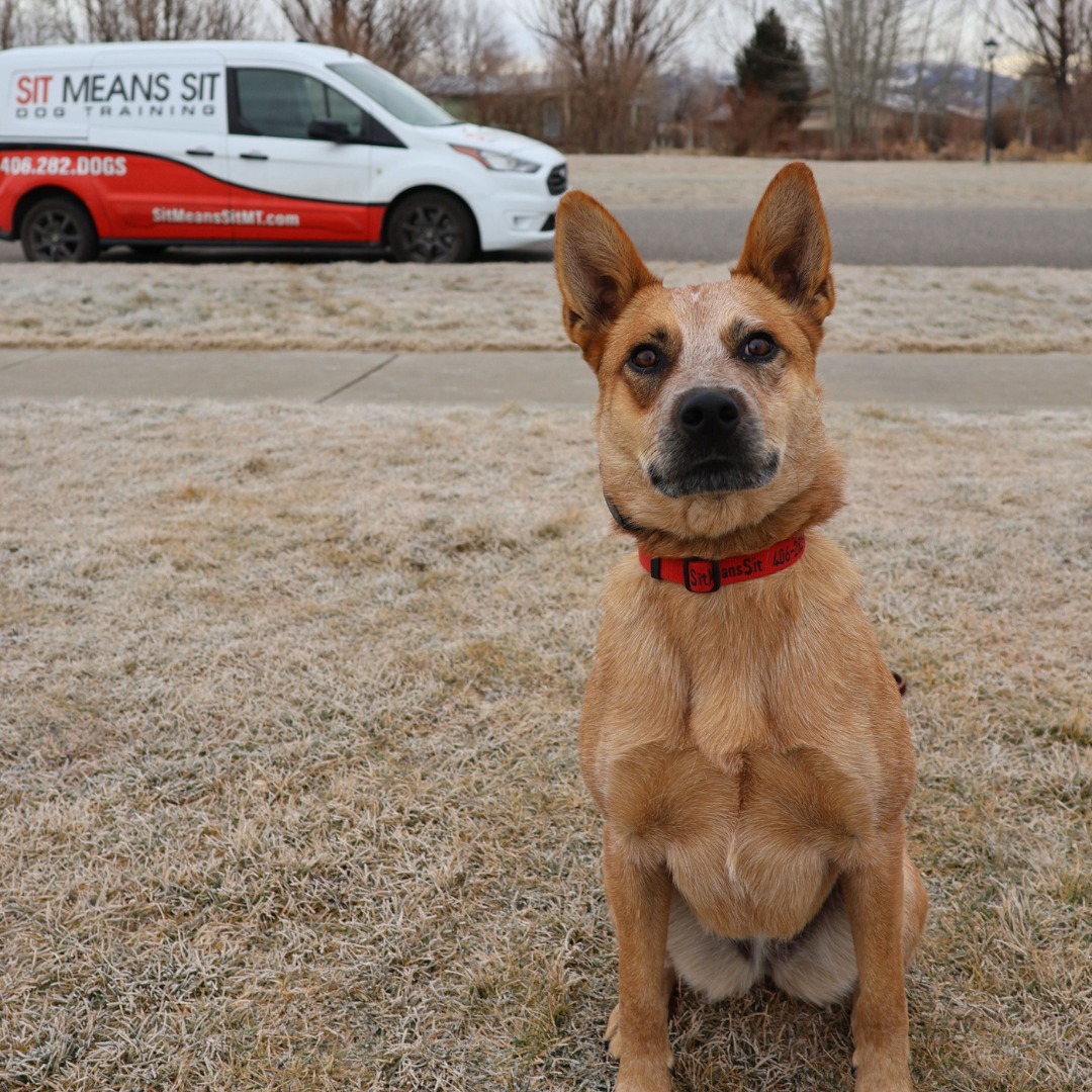 Sit Means Sit Dog Training - Bozeman Bozeman