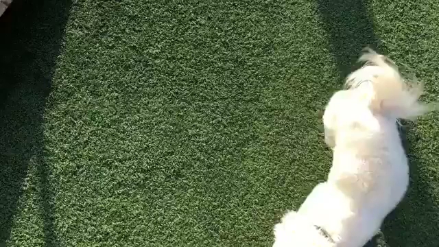 Sit Means Sit Dog Training - Bozeman Bozeman