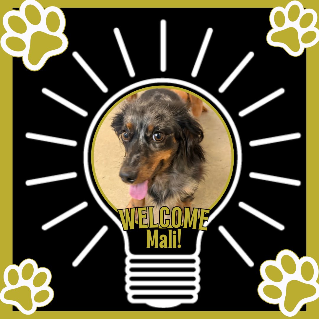 Know Thy Dog Bozeman