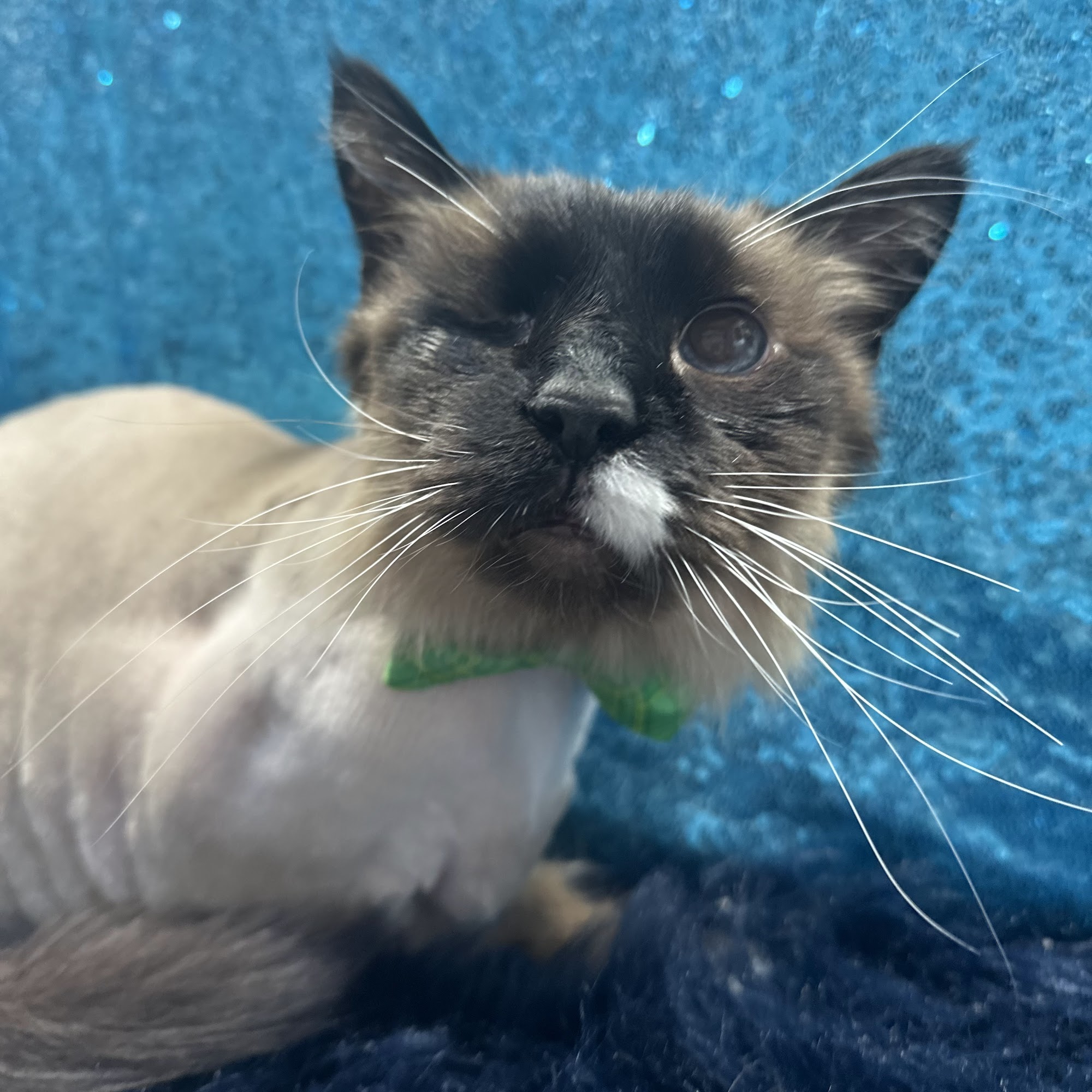 Elite Mobile Pet Salon Bozeman