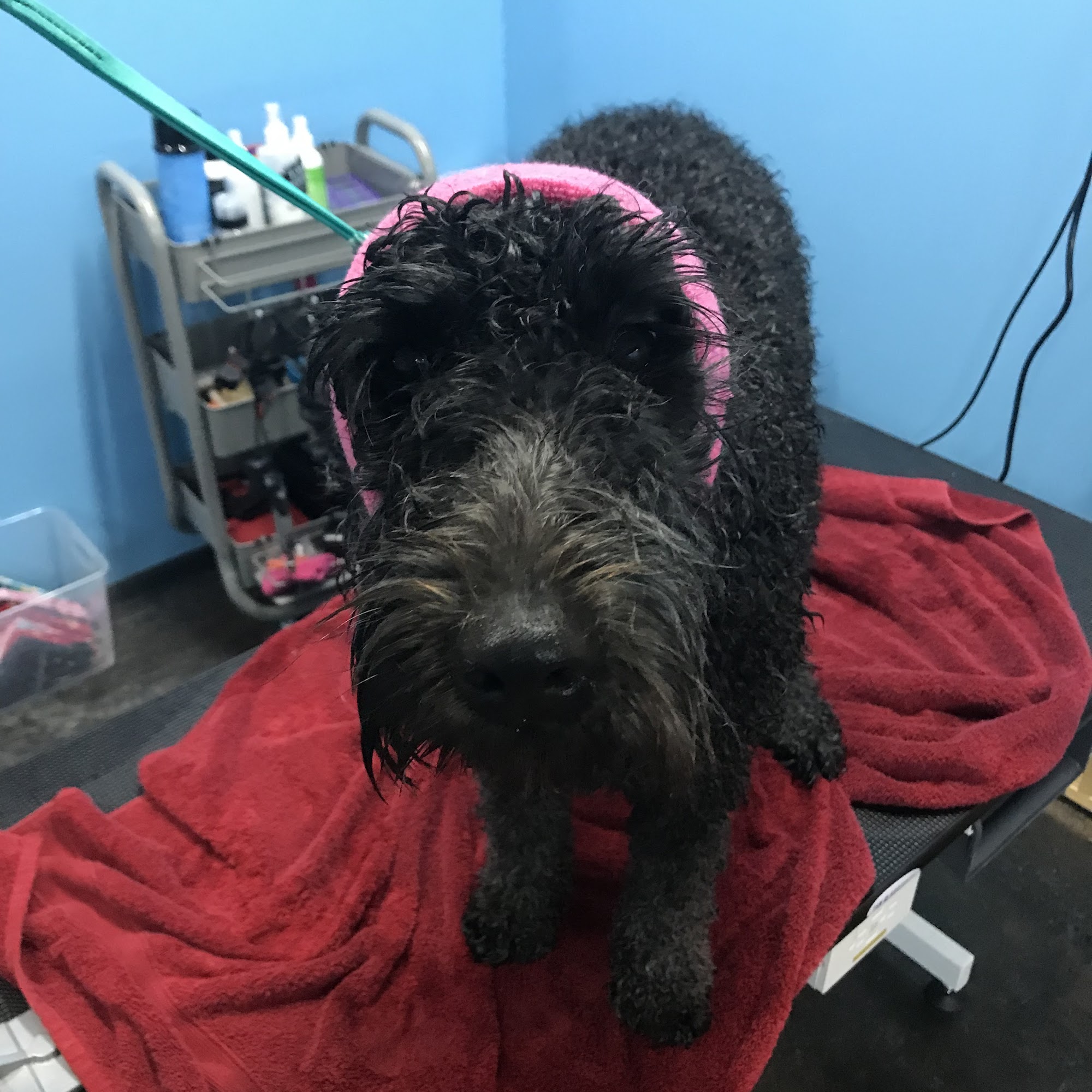 Pampered Pets Petcare Company Bozeman