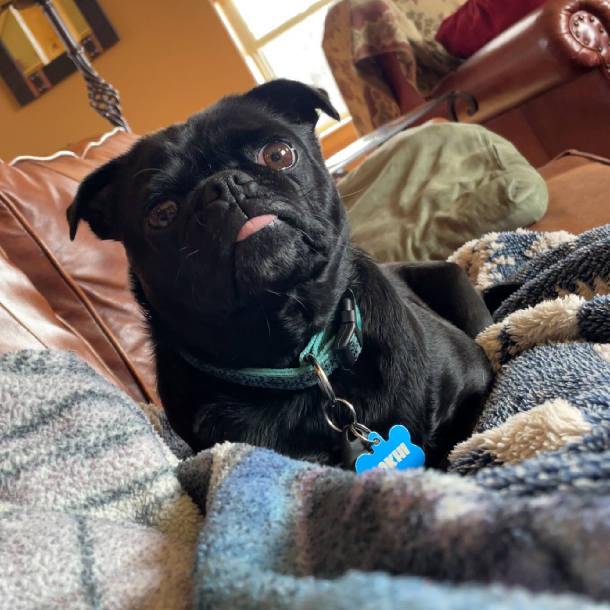 Sweet Mountain Dog Food Bozeman