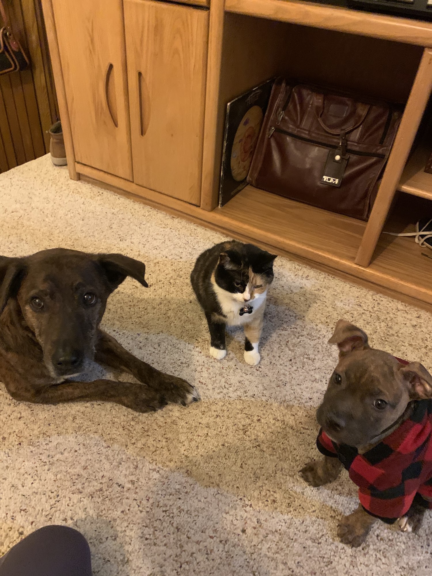 VCA Amherst Animal Hospital Butte