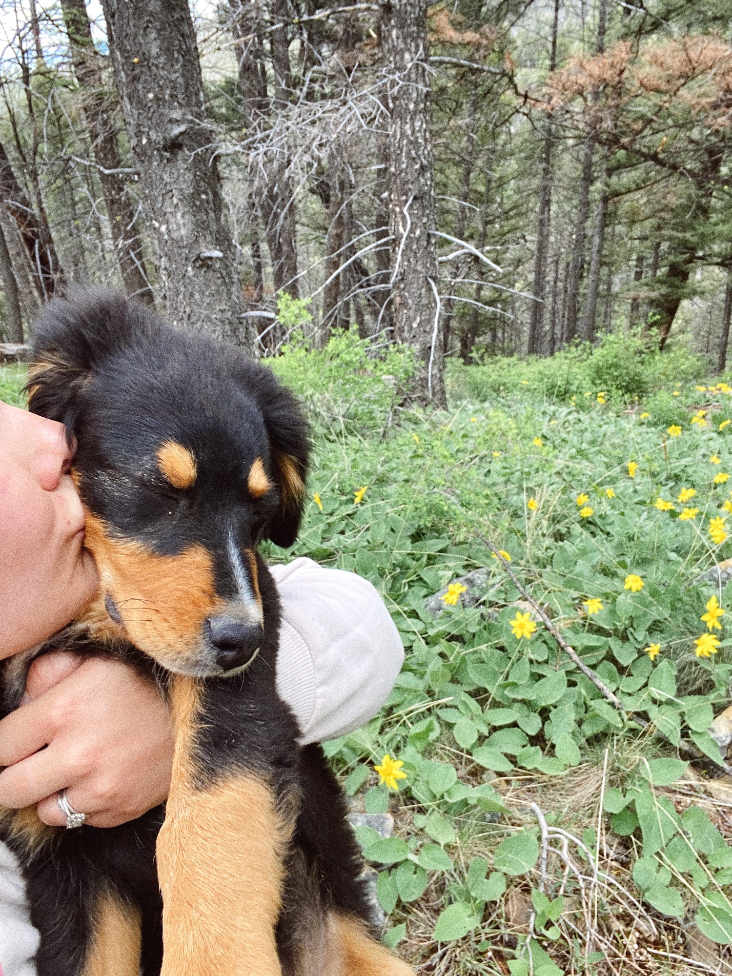 Butte Veterinary Center Butte