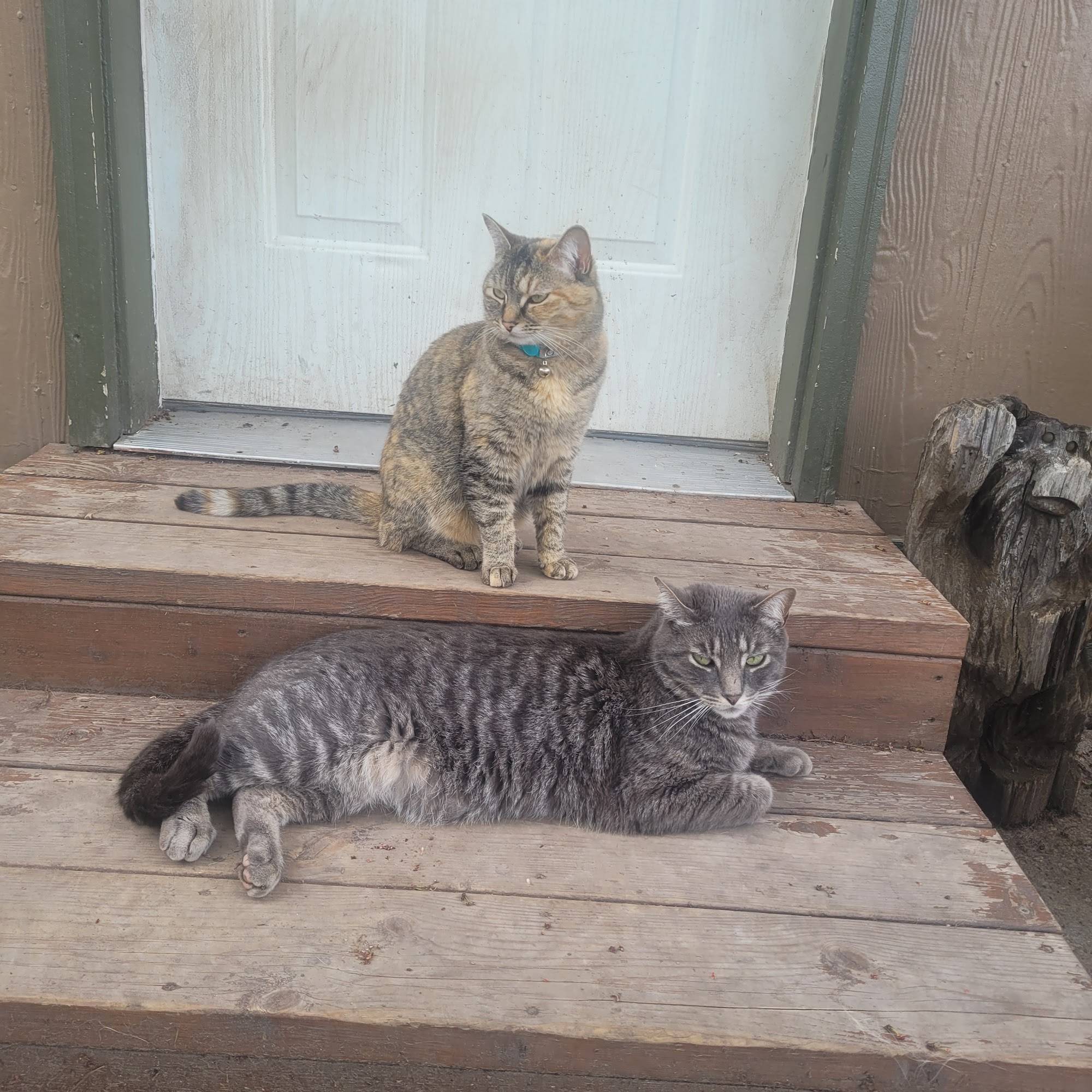 Flathead Spay & Neuter Task Force Columbia Falls