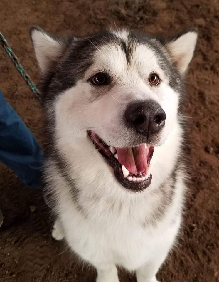 All Day Dog Adventures LLC Columbia Falls