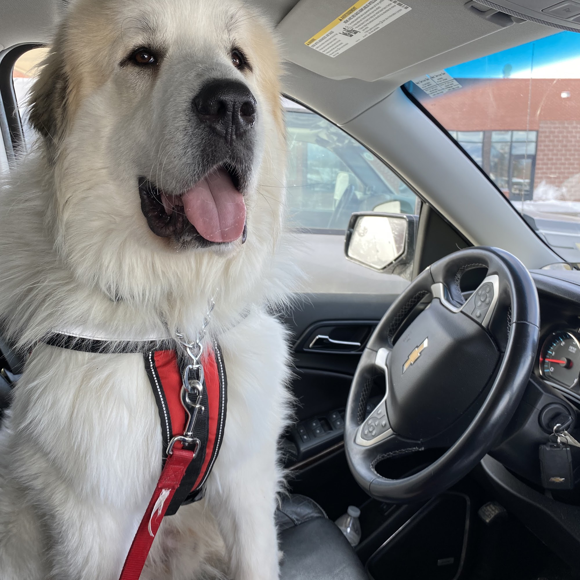 Willow Mountain Veterinary Corvallis