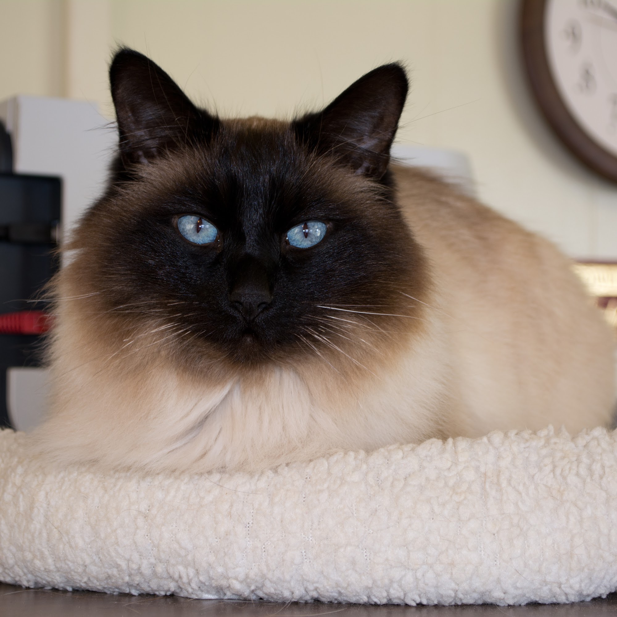 Clark Fork Veterinary Clinic Deer Lodge