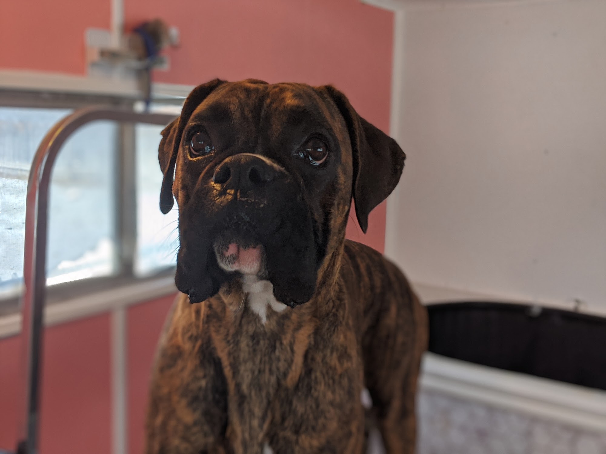 MT Muddy Paws Deer Lodge