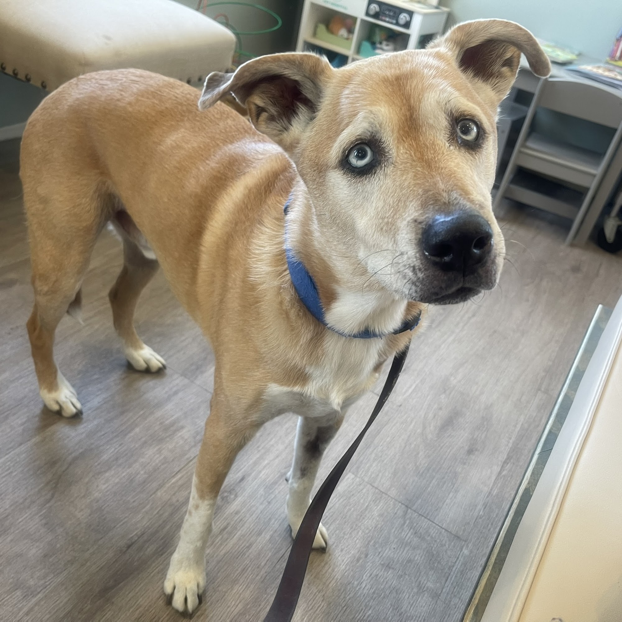 Mountain Vista Veterinary Services Eureka