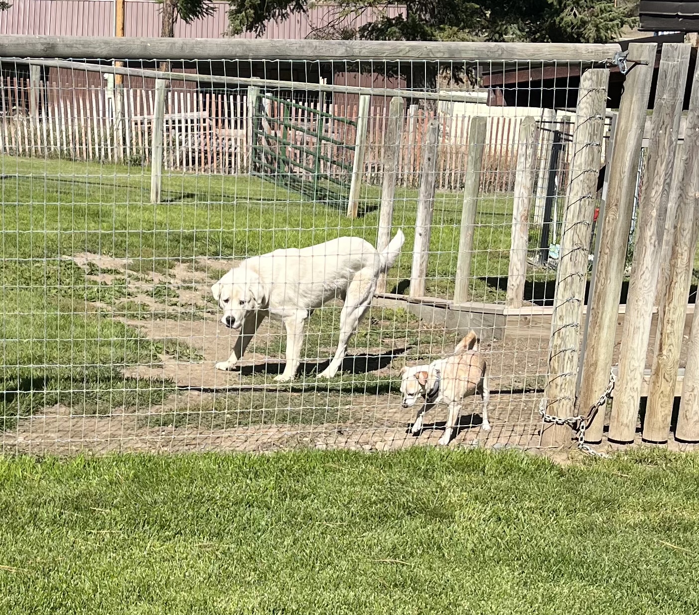 A Diamond in the RUFF Eureka