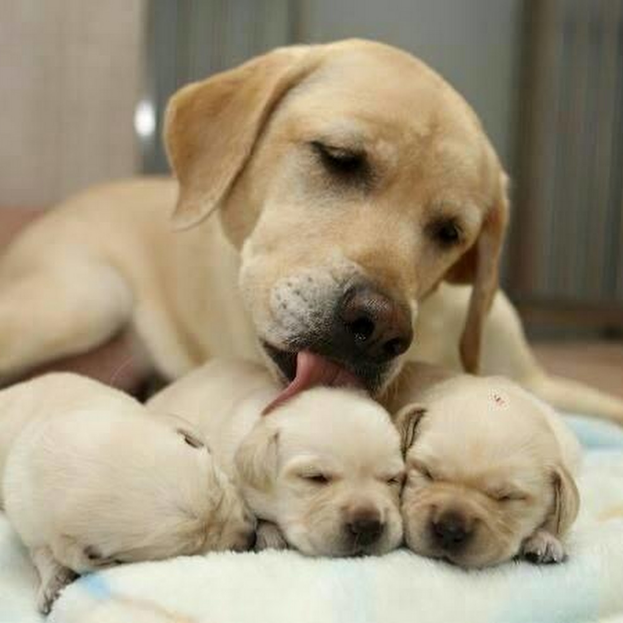 Best Friends Animal Hospital Great Falls