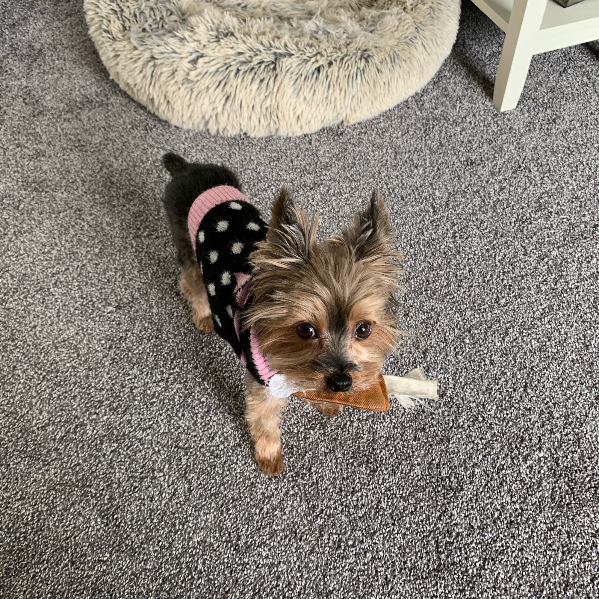 Two Rivers Pet Hospital Great Falls